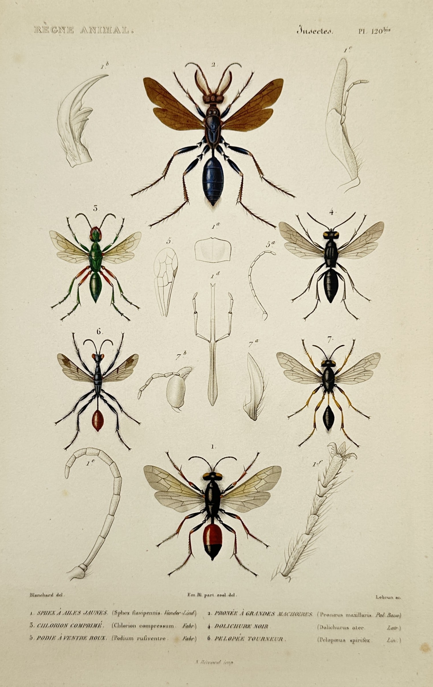 Georges Cuvier (1769–1832) – Studies of Sphecid Wasps and Chlorion – Hand-coloured engraving: "Règne Animal - Insectes. Pl. 120 bis". This print illustrates several species of solitary wasps, including the Sphex à ailes jaunes, Pepsis à grandes mâchoires, and Chlorion comprimé. The centra