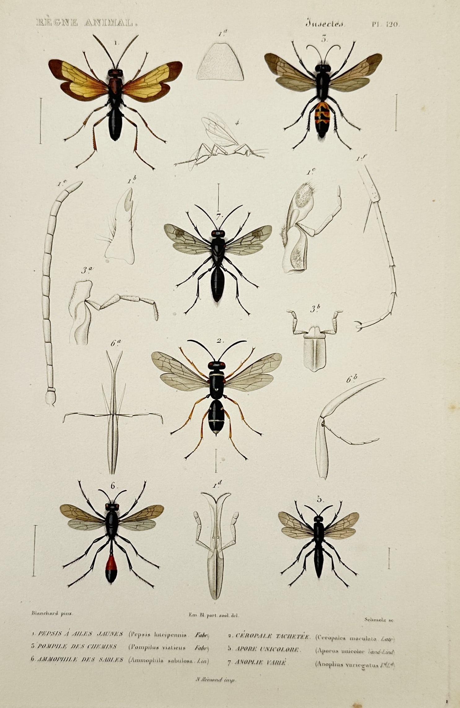 Georges Cuvier (1769–1832) – Studies of Pompilidae and Sand Wasps – Hand-coloured engraving: "Règne Animal - Insectes. Pl. 120." This print illustrates several species of spider wasps and sand wasps, including the Pepsis à ailes jaunes, Pompile des chenilles, and Ammophile des sables. The c