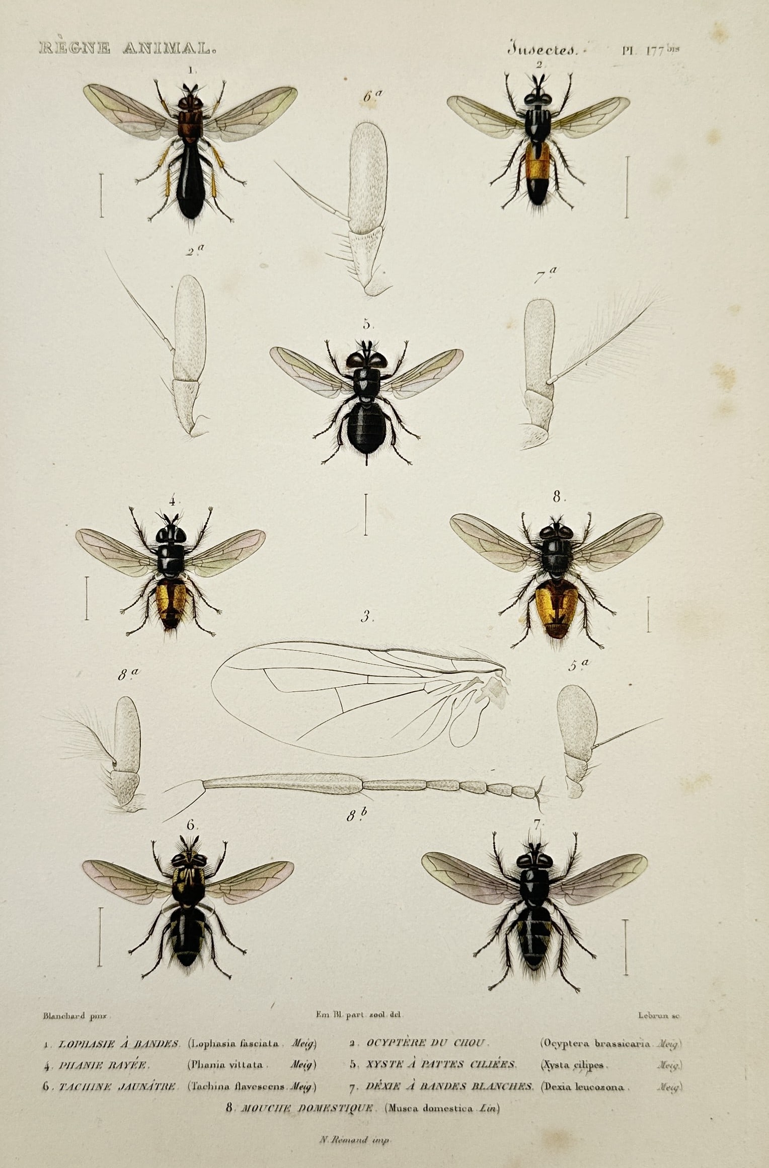 Georges Cuvier (1769–1832) – Studies of Robber Flies and House Flies – Hand-coloured engraving: "Règne Animal - Insectes. Pl. 177 ter." This print illustrates several species of diptera, including the Laphrie à bandes, the Tachine jaunâtre, and the common house fly, Mouche domestique. The cen