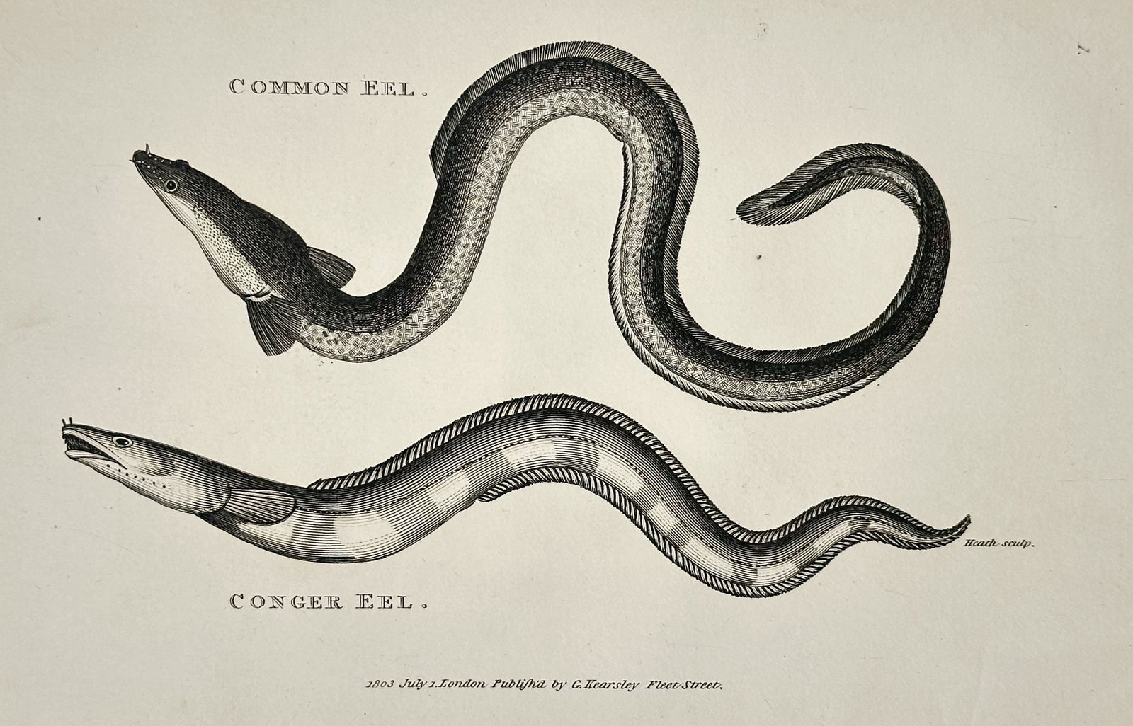 George Shaw (1751–1813) – Studies of the Common Eel and Conger Eel – Engraving (1803) (1 of 2)