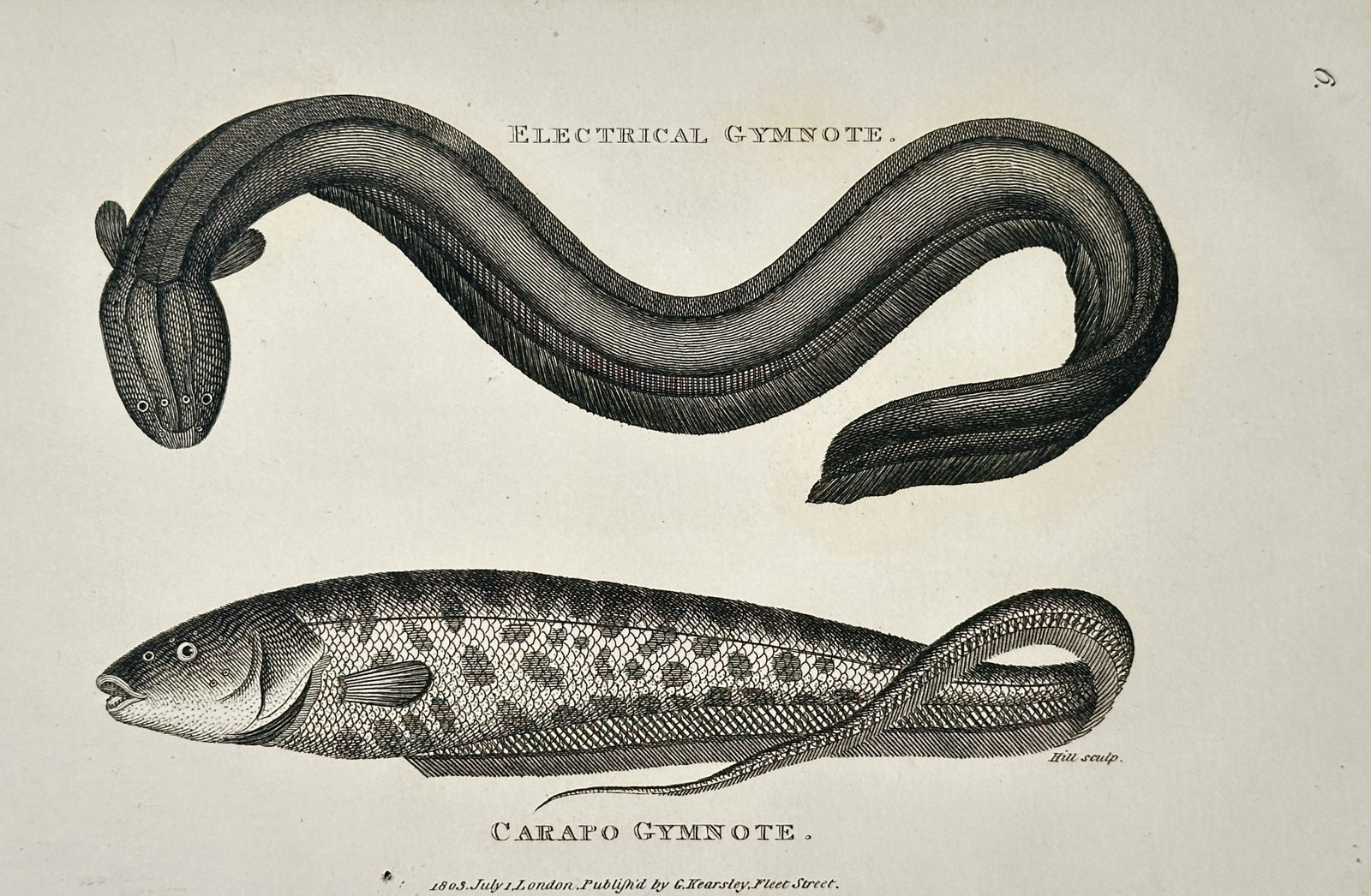 George Shaw (1751–1813) – Studies of the Electrical Gymnote and Carapo Gymnote: "Electrical Gymnote, Carapo Gymnote." This print illustrates two distinct species of gymnotid fish, with the electrical gymnote positioned in an undulating pose above the spotted carapo gymnote, showc