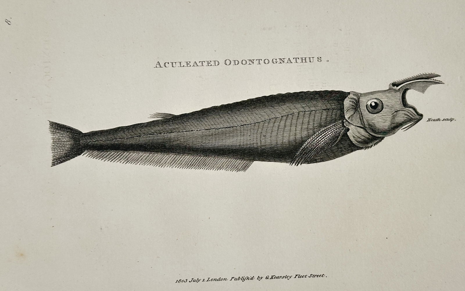 George Shaw (1751–1813) – Study of the Aculeated Odontognathus – Engraving (1803): "Aculeated Odontognathus." This print illustrates the lateral view of the Aculeated Odontognathus, a fish characterized by its elongated body, tapered tail, and a distinct, upwardly projecting jaw str