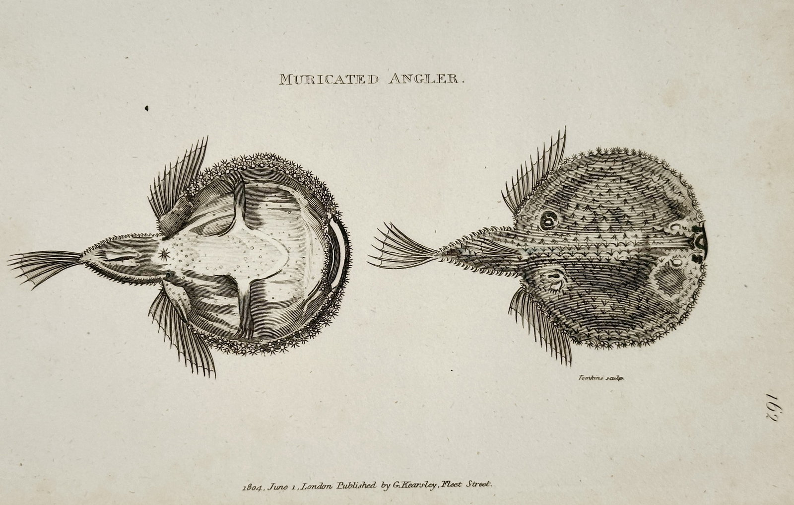 George Shaw (1751–1813) – Study of the Muricated Angler – Engraving (1804): "Muricated Angler." This print illustrates two views of the Muricated Angler fish, showing both the ventral and dorsal perspectives of its flattened, circular body, which is covered in small, prickly