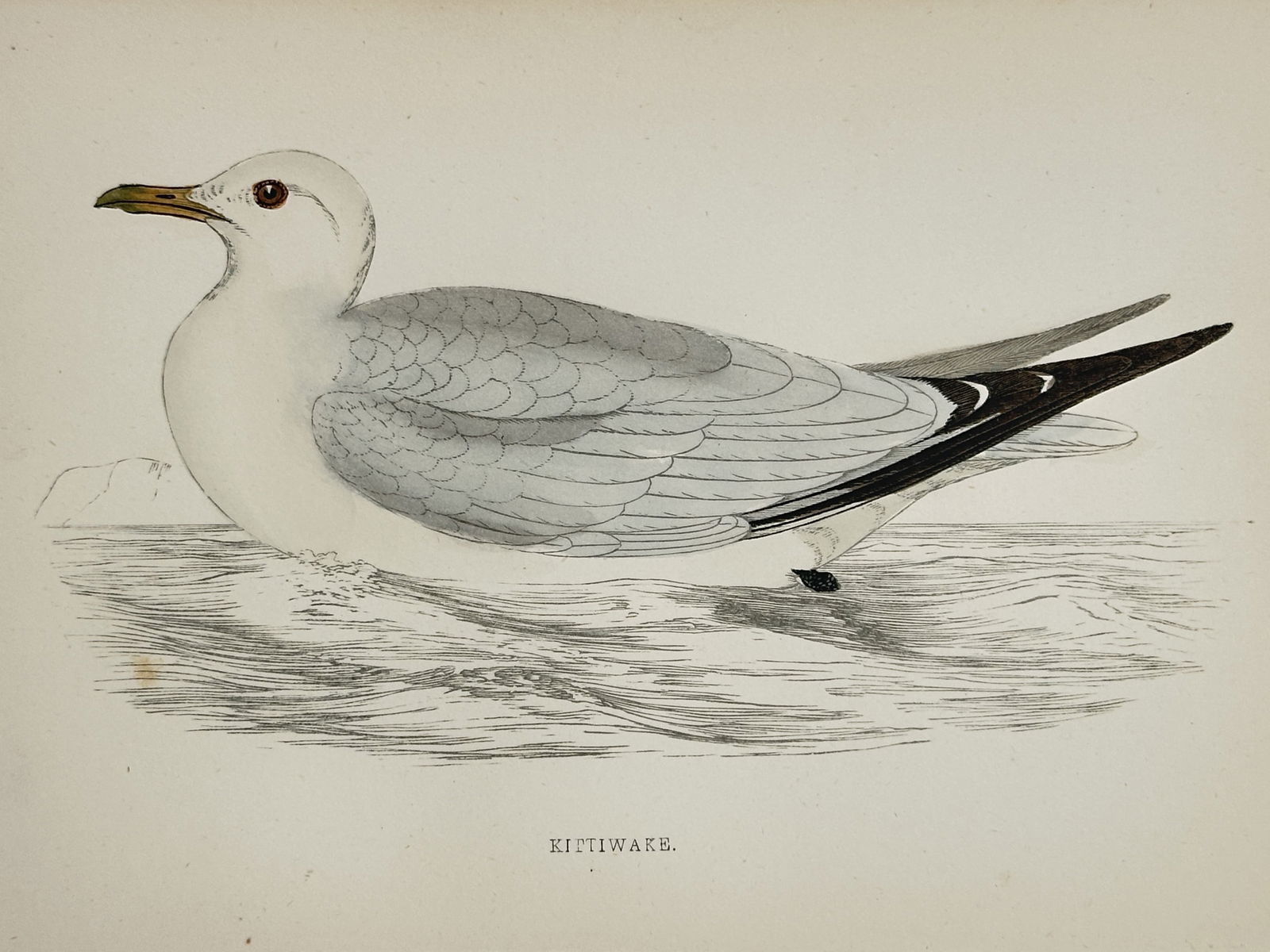 Francis Orpen Morris (1810–1893) – Study of the Kittiwake – Hand-coloured wood engraving: "Kittiwake." This print illustrates a kittiwake floating on the surface of the water, with its head turned slightly to the left and a pale rocky coastline visible in the distance. The work originates