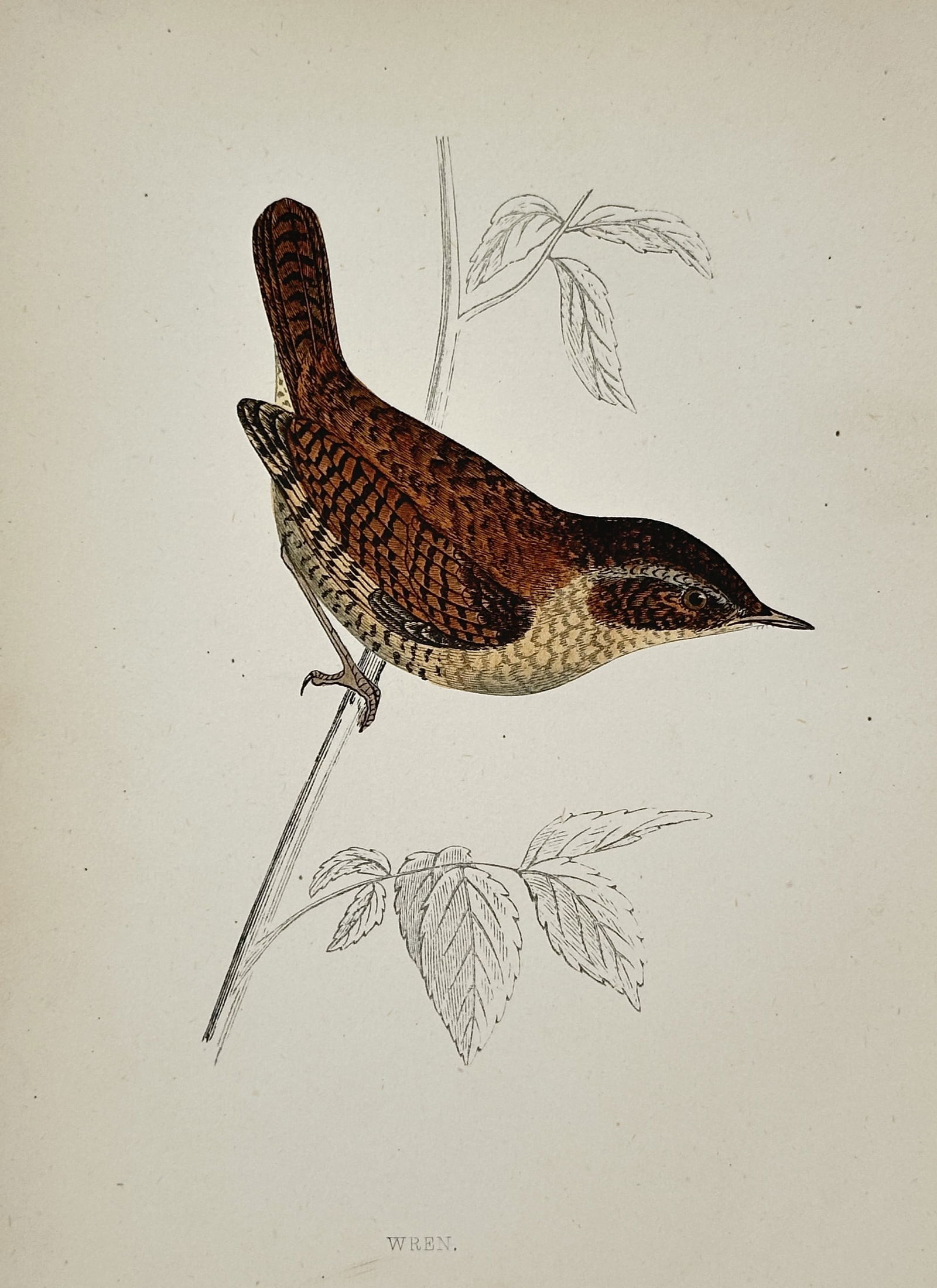 Francis Orpen Morris (1810–1893) – Study of the Wren – Hand-coloured wood engraving (1 of 1)