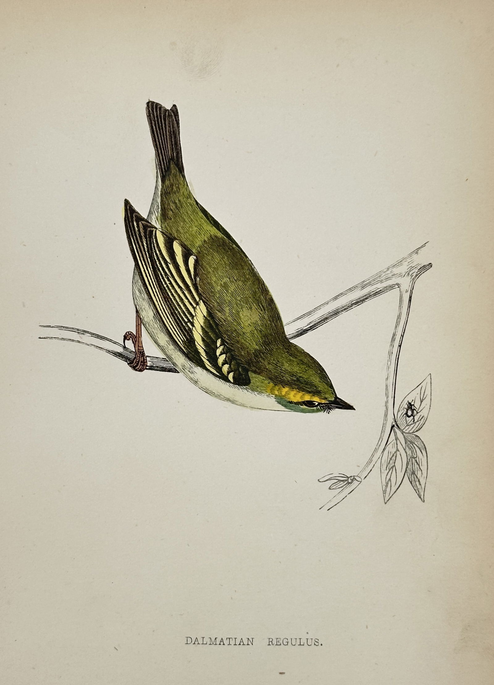 Francis Orpen Morris (1810–1893) – Study of the Dalmatian Regulus: "Dalmatian Regulus." This print illustrates a lateral view of a Dalmatian regulus perched on a thin, forked branch, showcasing its vibrant green and yellow plumage with dark markings on the wings. The