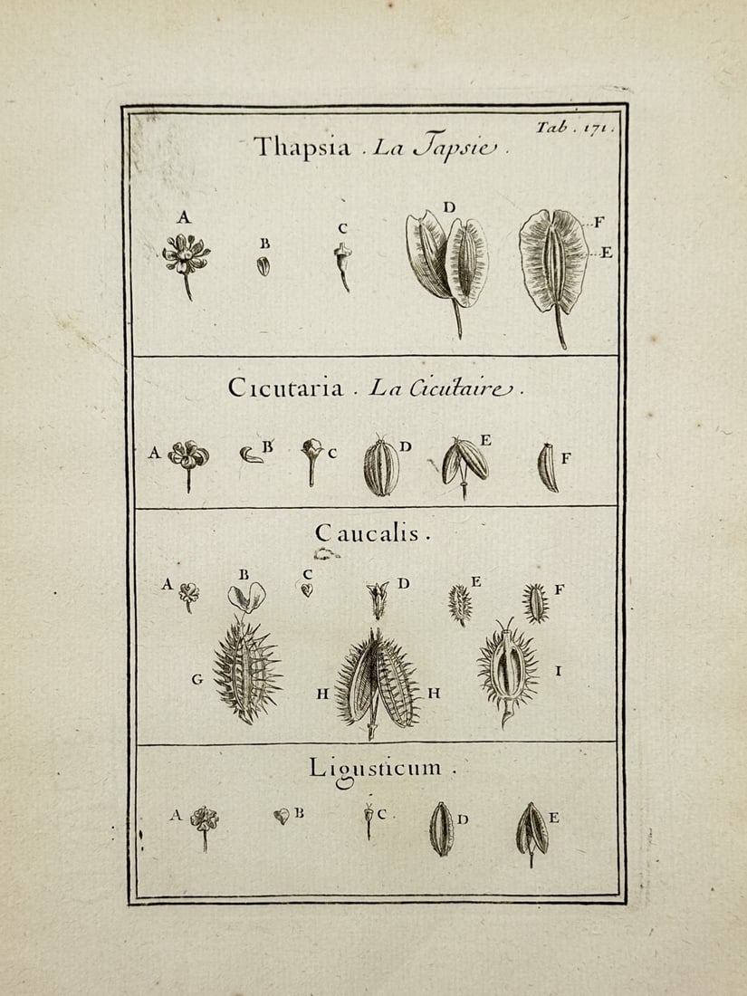 Joseph Pitton de Tournefort (1656–1708) – Botanical Study of Thapsia, Cicutaria, Caucalis and: "Thapsia. La Tapsie. Cicutaria. La Cicutaire. Caucalis. Ligusticum." This print illustrates the morphological characteristics of four distinct plant genera in the Apiaceae family, arranged in four hor