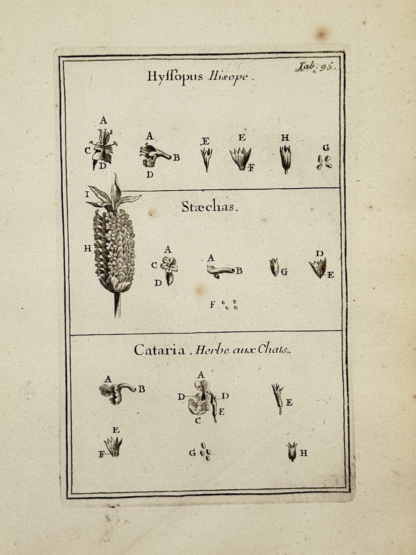 Joseph Pitton de Tournefort (1656–1708) – Botanical Study of Hyssopus, Stoechas and Cataria: "Hyssopus. Hissope. Stoechas. Cataria. Herbe aux Chats." This print illustrates the morphological characteristics of three distinct plant genera arranged in three horizontal registers. The upper secti