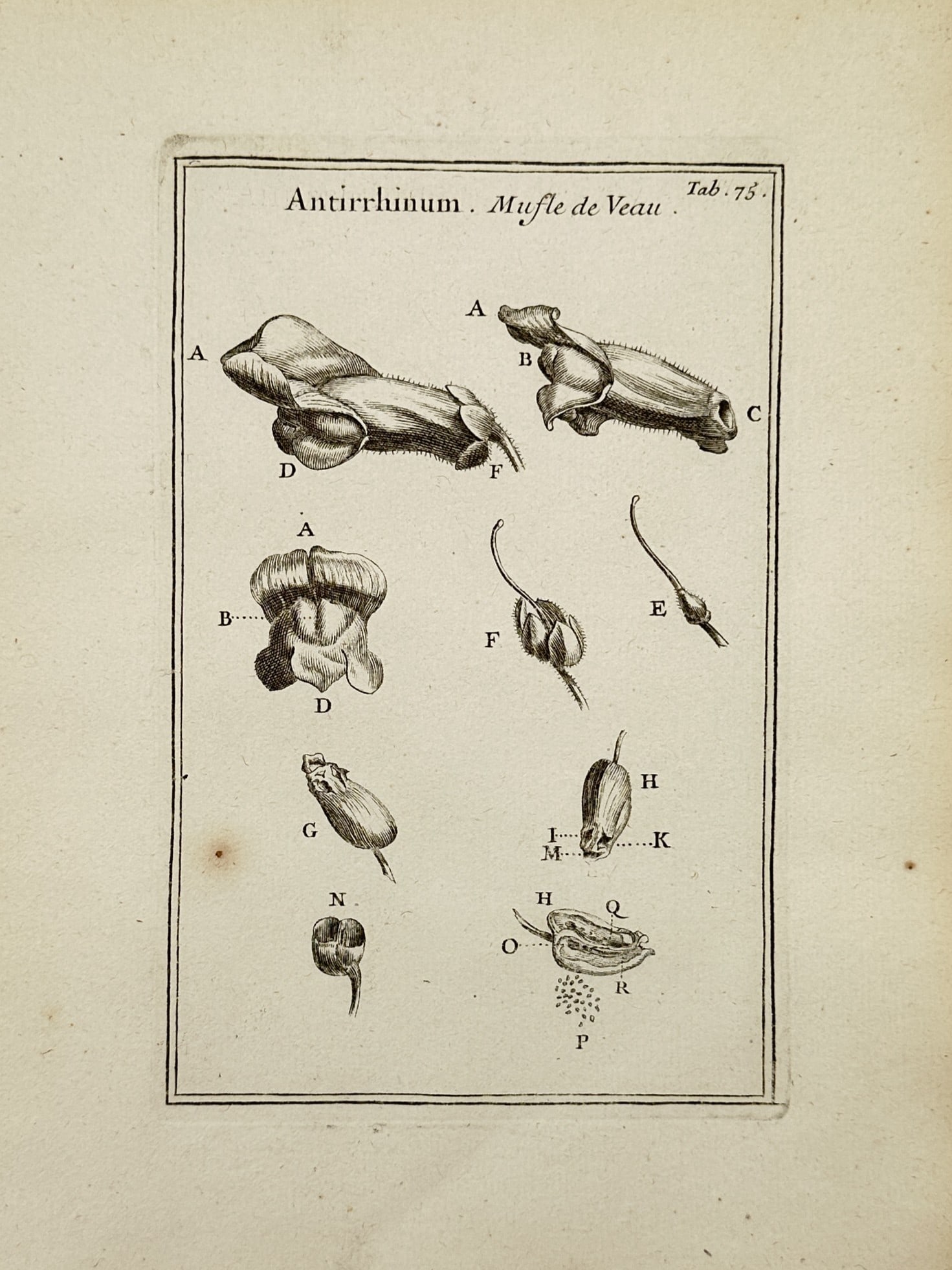Joseph Pitton de Tournefort (1656–1708) – Botanical Study of Antirrhinum – Engraving (1 of 2)