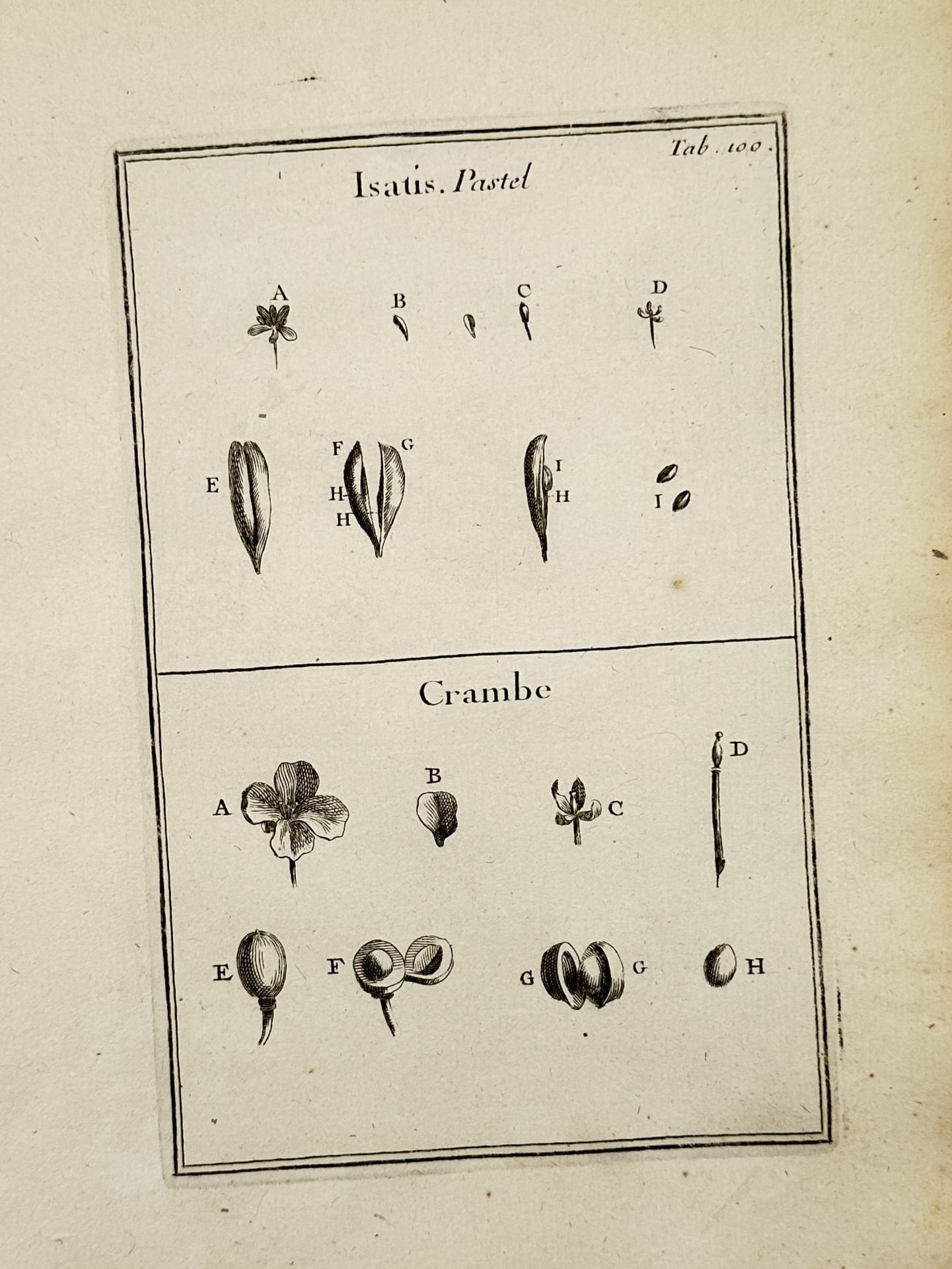 Joseph Pitton de Tournefort (1656–1708) – Botanical Study of Isatis and Crambe – Engraving: "Isatis. Pastel. Crambe." This print illustrates the morphological characteristics of two distinct plant genera, Isatis (woad) and Crambe, arranged in two horizontal registers. The upper section featu