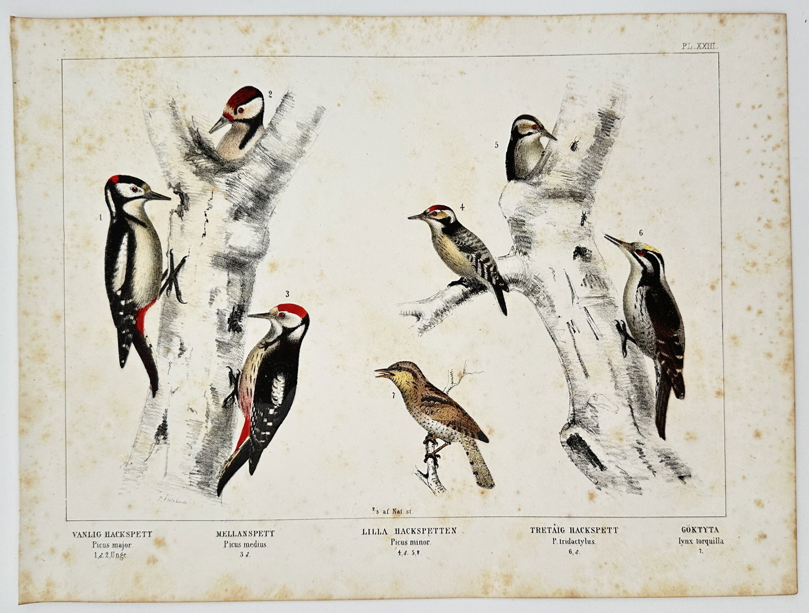 Peter Akerlund (1811–1880) – Woodpecker species – Hand-coloured lithograph (1853): "Vanlig Hackspett. Mellanspett. Lilla Hackspetten. Tretåig Hackspett. Göktyta." This print illustrates several species of Scandinavian woodpeckers and a wryneck shown clinging to tree trunks in vari