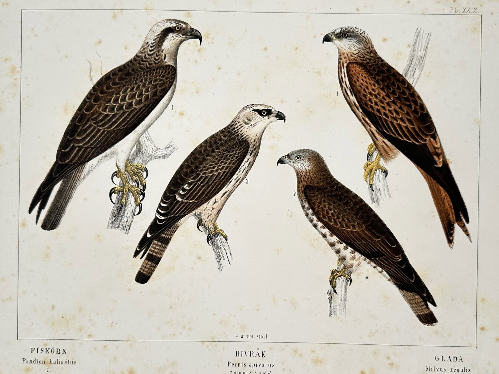 Peter Akerlund (1811–1880) – Birds of prey species – Hand-coloured lithograph (1853): "Fiskörn. Bivråk. Glada." This print illustrates several species of Scandinavian birds of prey, including the Osprey, Honey Buzzard, and Red Kite, shown perched on branches in profile. It is a hand-