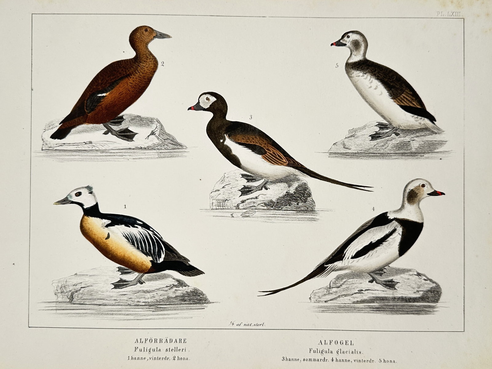 Peter Akerlund (1811–1880) – Sea duck species – Hand-coloured lithograph (1853) (1 of 2)