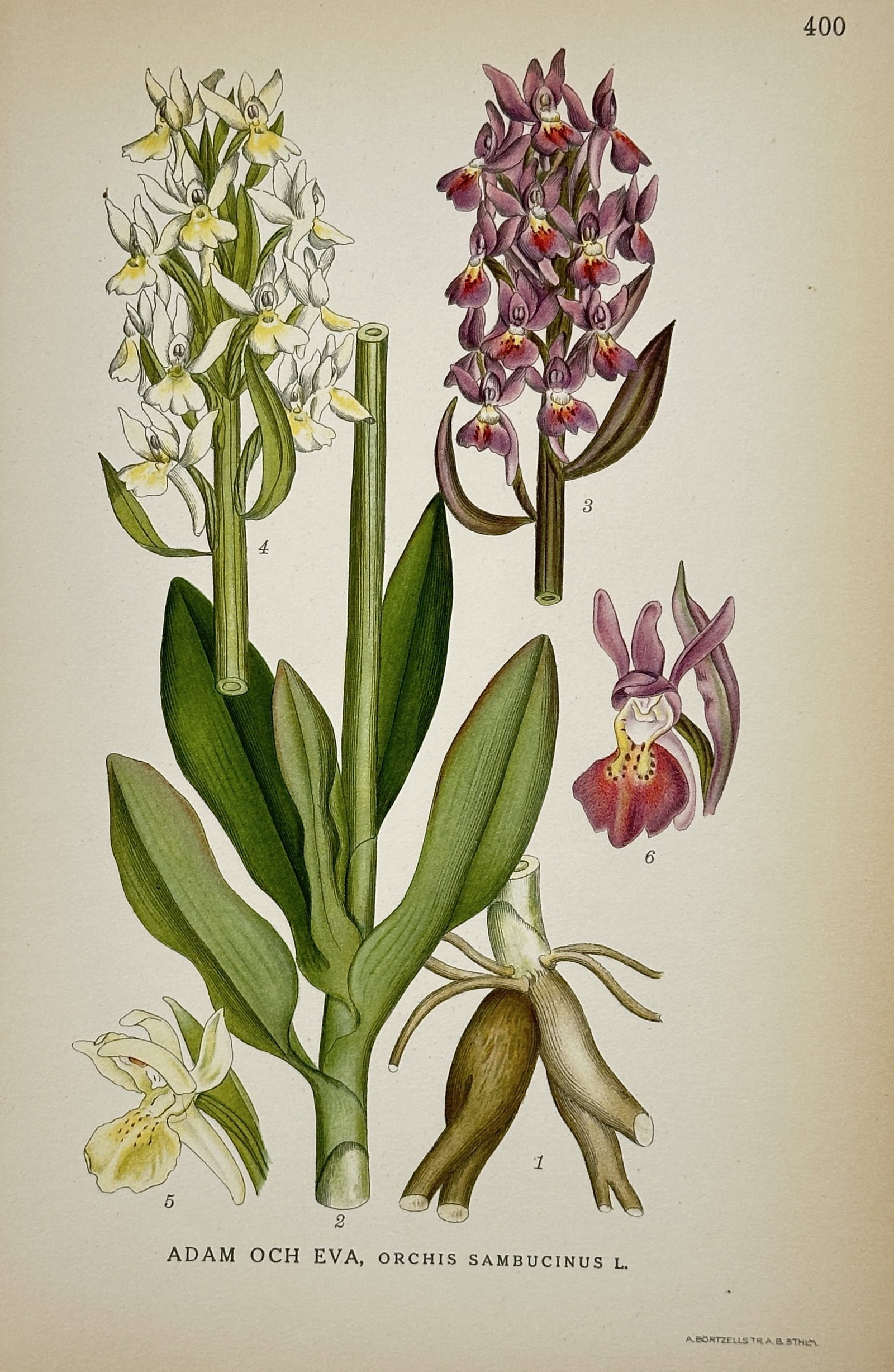 Carl Lindman (1856–1928) – Botanical Study of Elder-flowered Orchid – Hand-coloured lithograph: Adam och Eva, Orchis Sambucinus L. depicts the flowering spikes, foliage, and root structure of the elder-flowered orchid, showing both the yellow and purple color variants. This hand-coloured lithogr