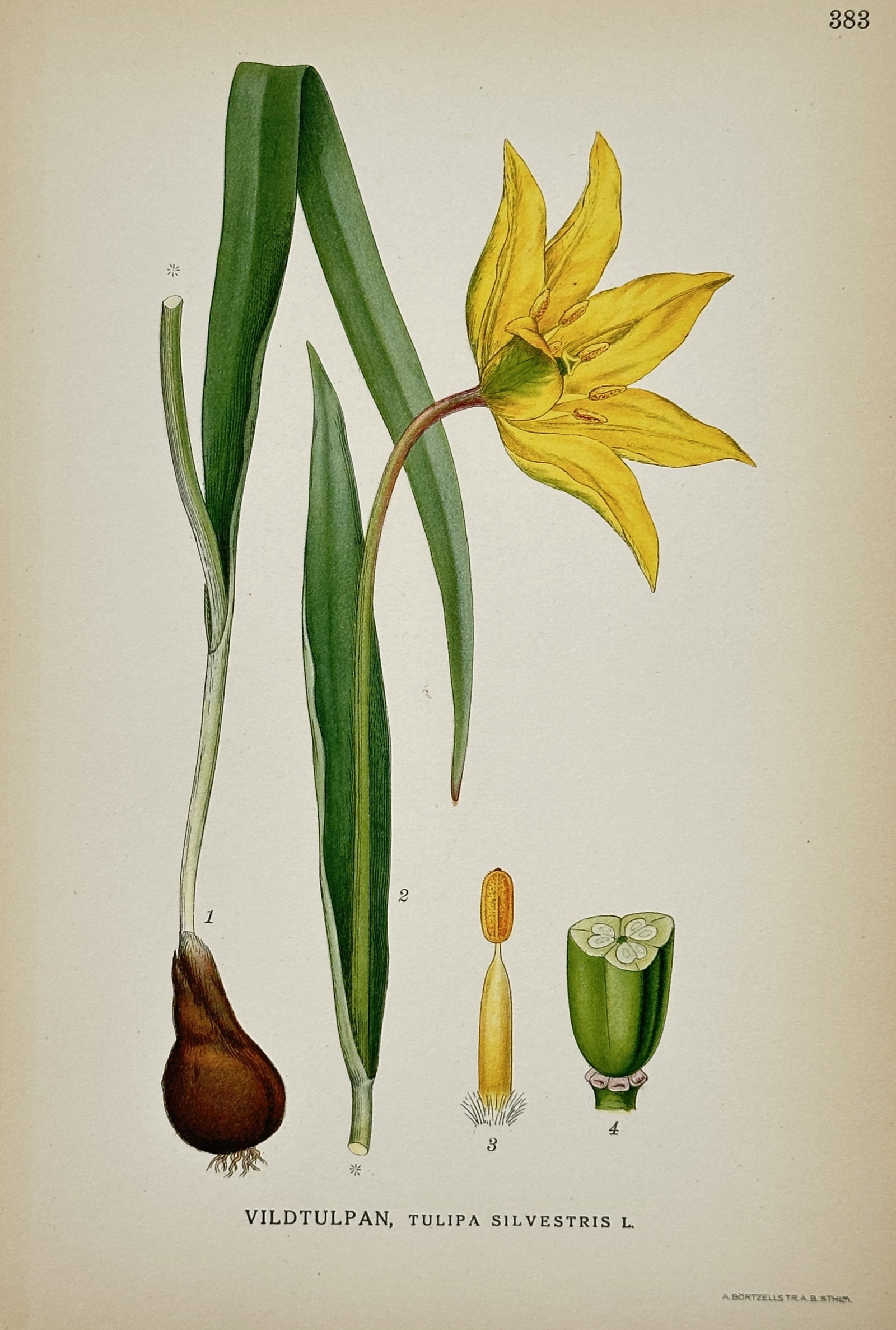 Carl Lindman (1856–1928) – Botanical Study of Wild Tulip – Hand-coloured lithograph (1901) (1 of 2)