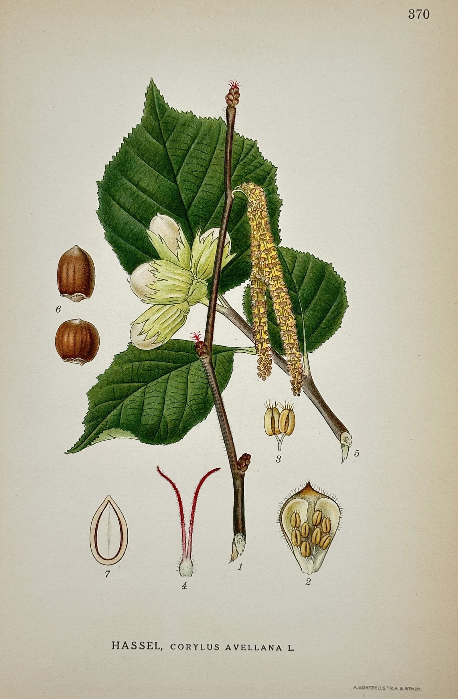 Carl Lindman (1856–1928) – Botanical Study of Common Hazel – Hand-coloured lithograph: "Hassel, Corylus avellana L." illustrates the leaves, catkins, and nuts of the common hazel, featuring cross-sections of the floral and seed structures. This hand-coloured lithograph is from the work
