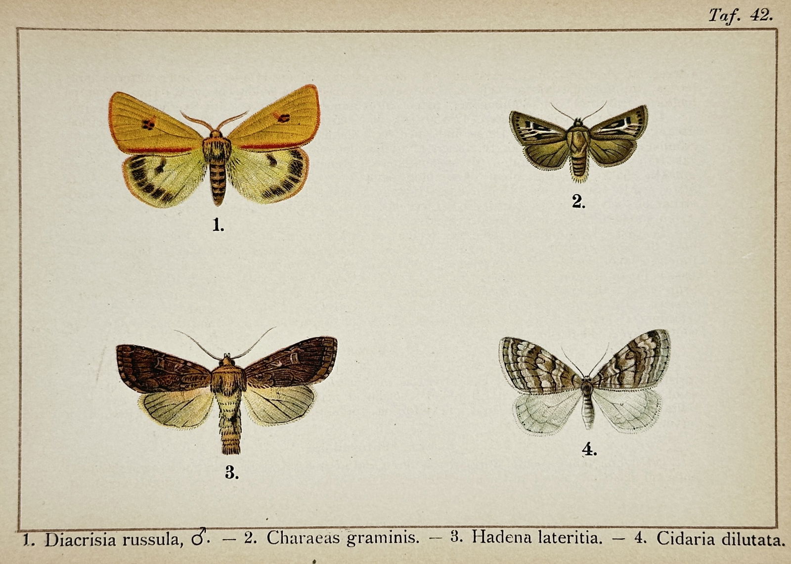 Gottfrid Adlerz (1858–1918) – Study of Four Moth Species – Chromolithograph (1905) (1 of 2)