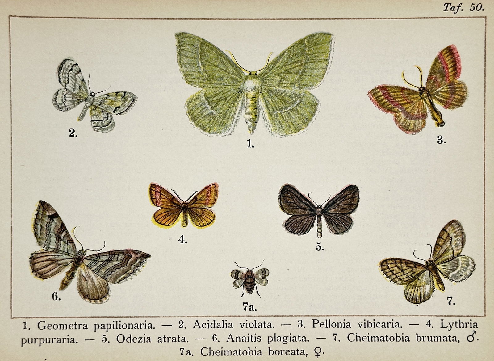 Gottfrid Adlerz (1858–1918) – Study of Seven Moth Species – Chromolithograph (1905) (1 of 2)