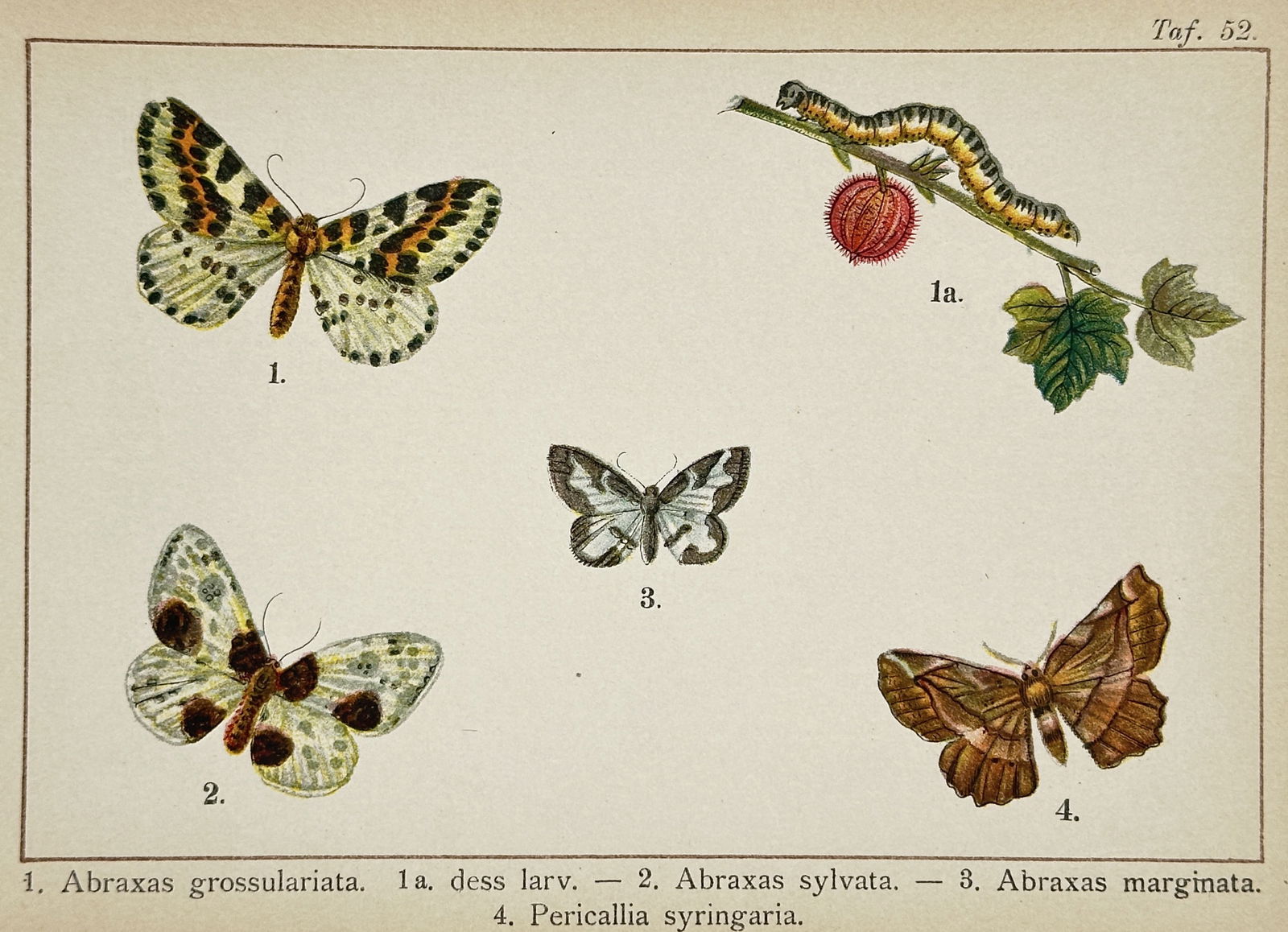Gottfrid Adlerz (1858–1918) – Study of Mottled Moth Species and Larva – Chromolithograph (1 of 2)