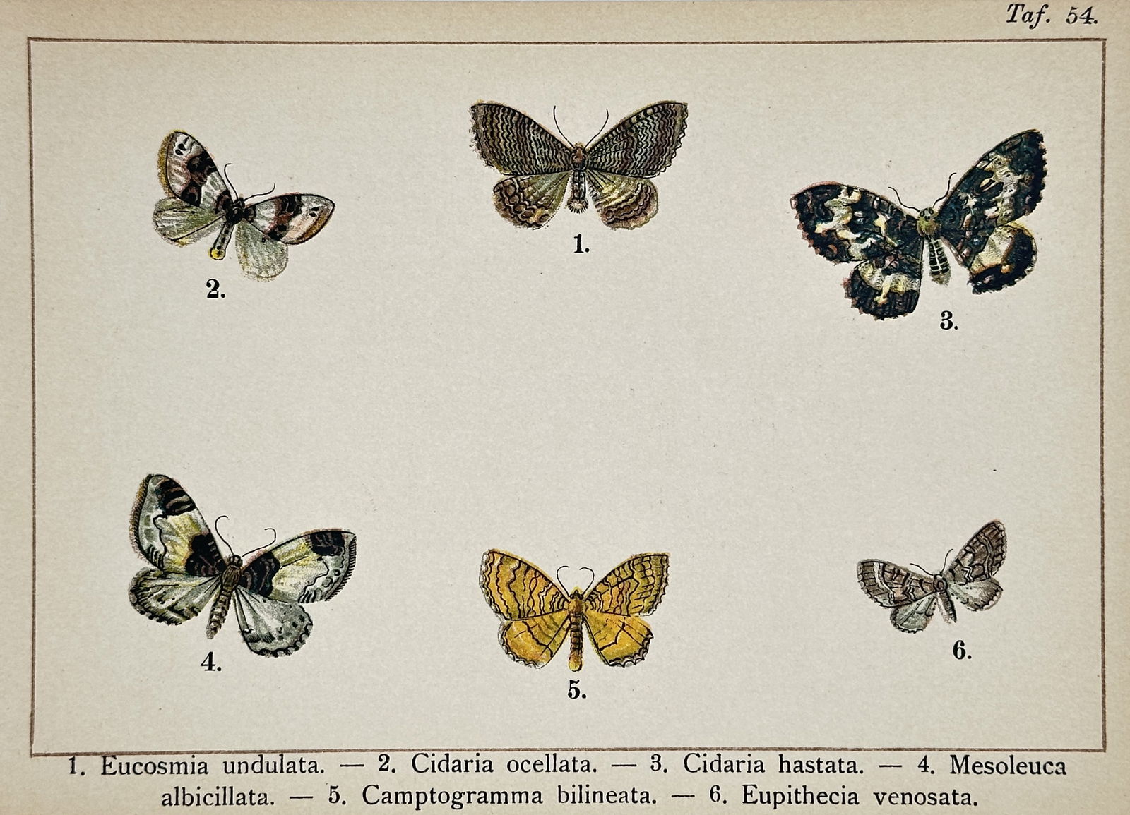 Gottfrid Adlerz (1858–1918) – Study of Geometrid Moth Species – Chromolithograph: "Eucosmia undulata, Cidaria ocellata, Cidaria hastata, Mesoleuca albicillata, Camptogramma bilineata, Eupithecia venosata" illustrates six distinct moth species displaying a variety of scalloped and g