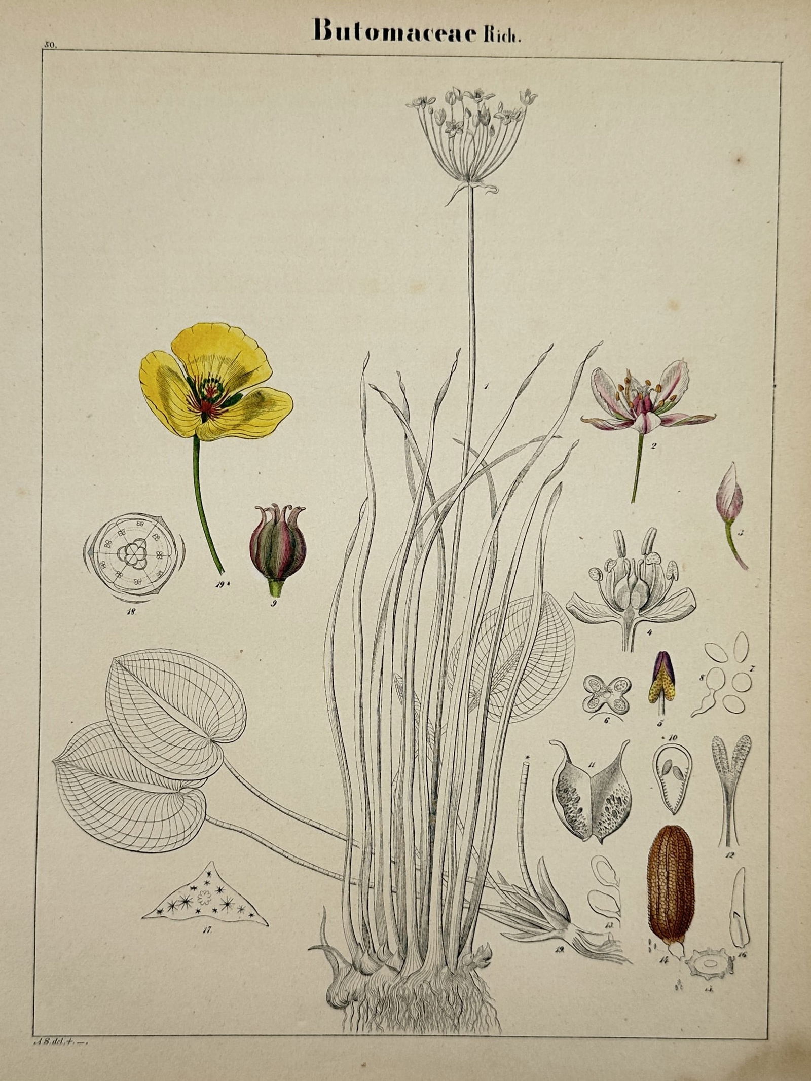 Adalbert Schnizlein (1814–1868) – Botanical Study of Butomaceae – Hand-coloured lithograph: "Butomaceae Rich." illustrates the botanical characteristics of the flowering rush family, featuring a central cluster of long, linear leaves and an upright flowering stalk alongside a vibrant yellow