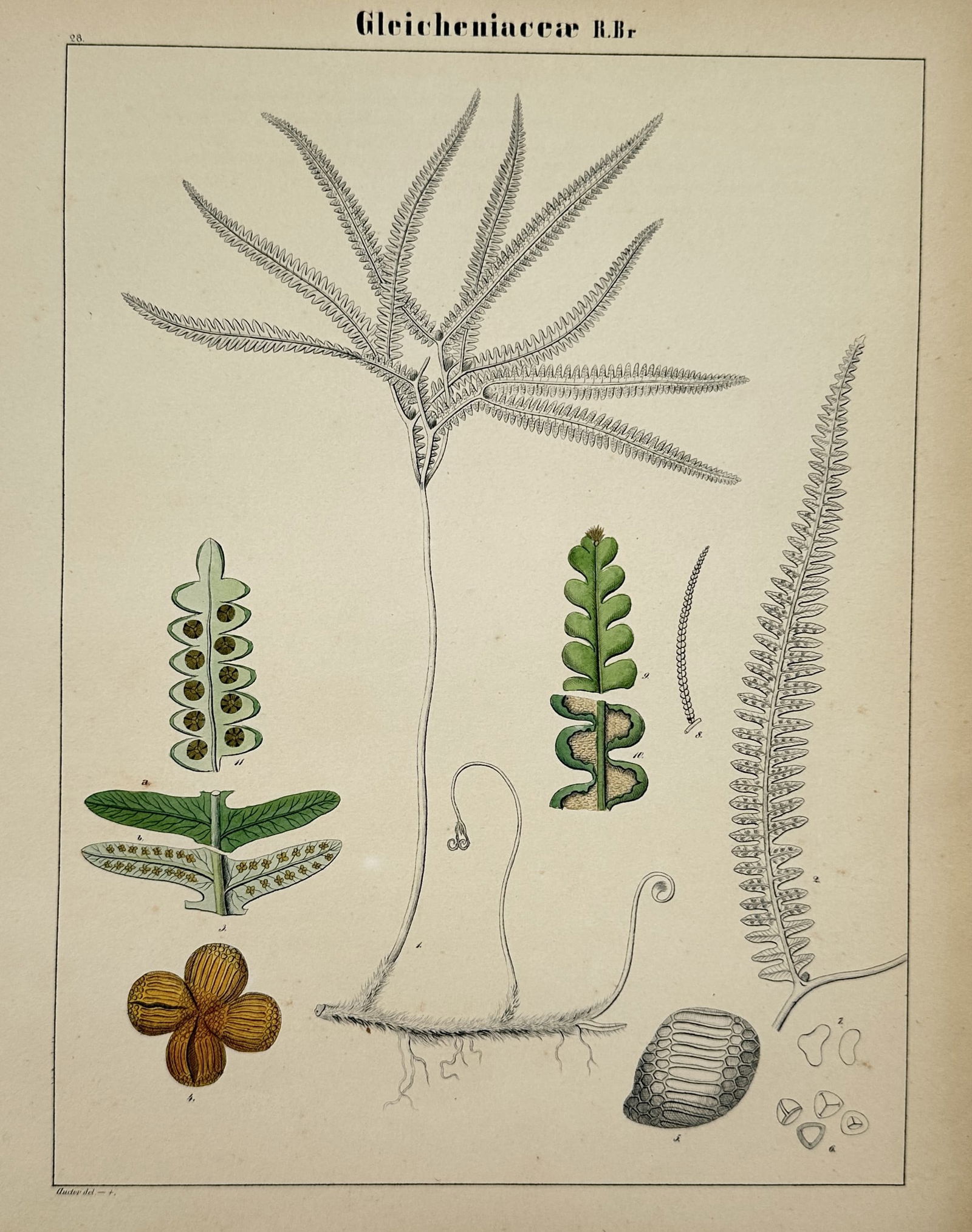 Adalbert Schnizlein (1814–1868) – Botanical Study of Gleicheniaceae – Hand-coloured lithograph: "Gleicheniaceae R. Br." illustrates the botanical characteristics of the forked fern family, featuring a central stalk that divides into multiple fronds with linear pinnae and detailed studies of sori