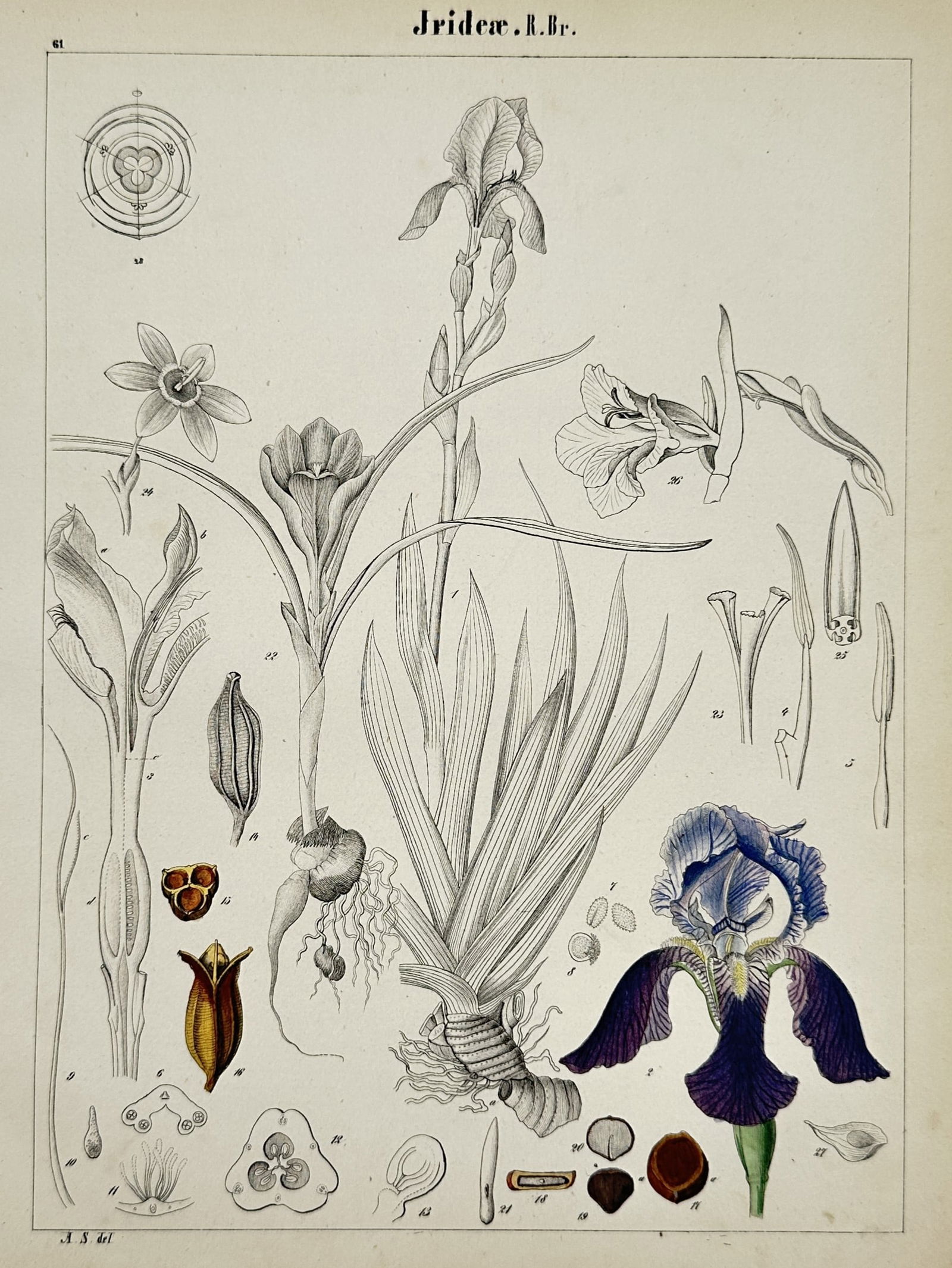 Adalbert Schnizlein (1814–1868) – Botanical Study of Irideae – Hand-coloured lithograph: "Irideae R. Br." illustrates the botanical characteristics of the iris family, featuring a central cluster of sword-shaped leaves and several flowering stalks alongside a prominent deep purple and blu