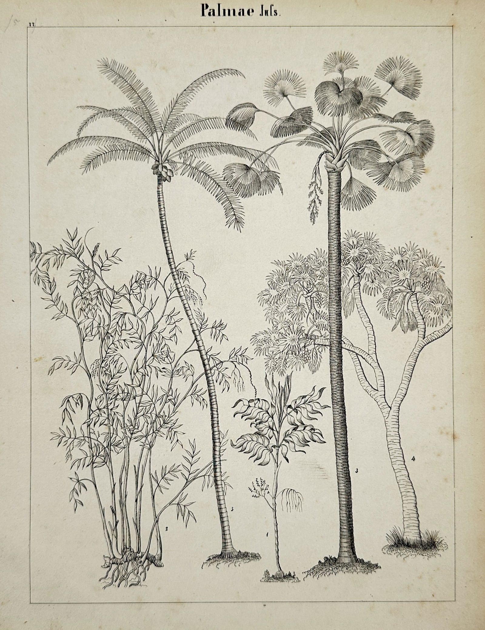 Adalbert Schnizlein (1814–1868) – Botanical Study of Palm Species – Lithograph (1 of 2)