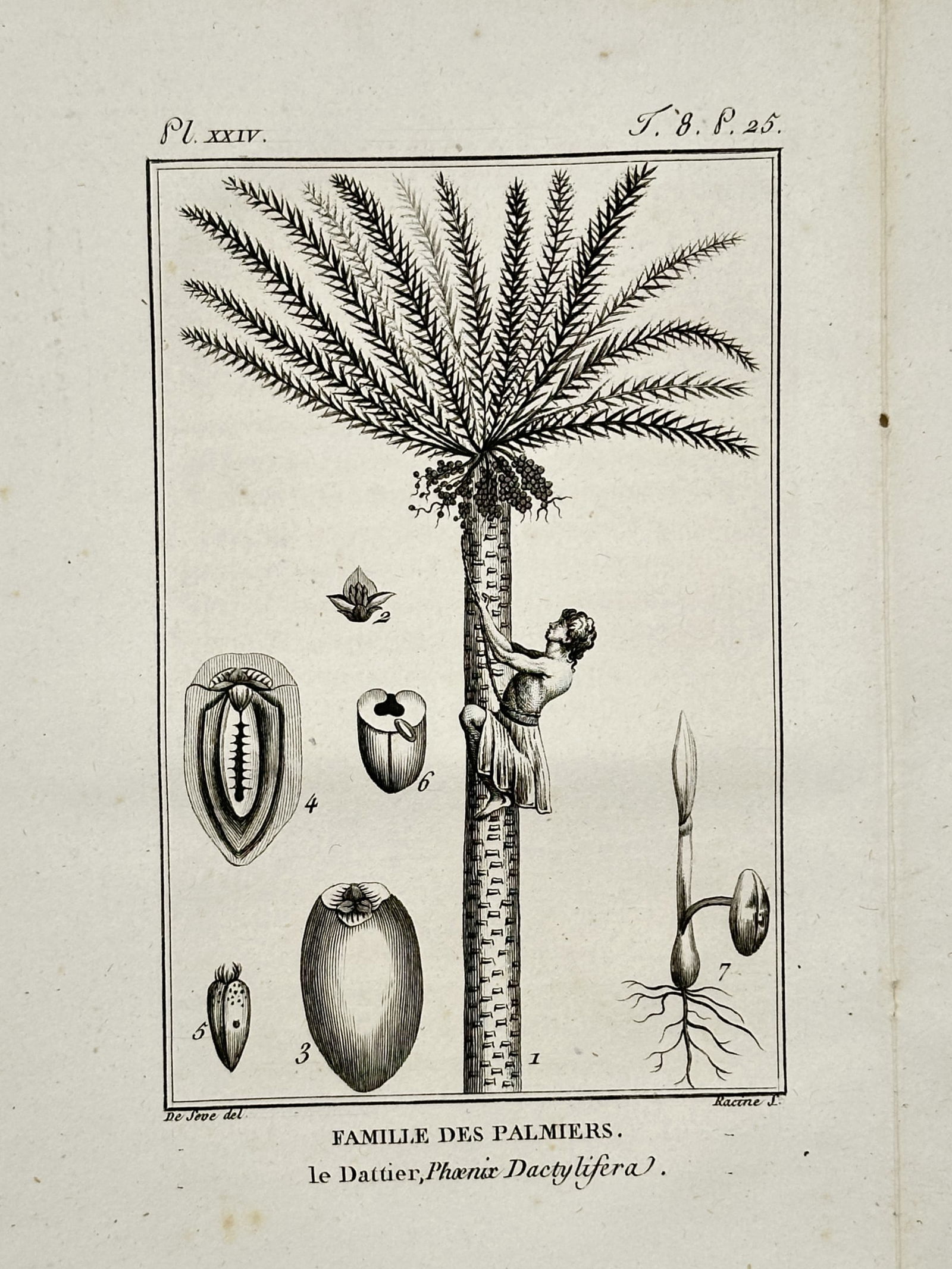 Jacques de Sève – Botanical Study of the Date Palm – Copper engraving (1771): Famille des Palmiers, le Dattier (Phoenix Dactylifera) illustrates a tall date palm tree with a central trunk being scaled by a figure to harvest clusters of fruit hanging from the crown of feathery f