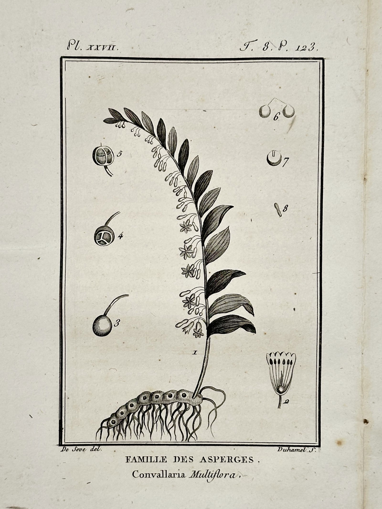 Jacques de Sève – Botanical Study of Solomon's Seal – Copper engraving (1771): "Famille des Asperges, Convallaria Multiflora" illustrates a single Solomon's Seal plant emerging from a thick, horizontal rhizome with numerous fibrous roots. The gracefully arching stem features alt