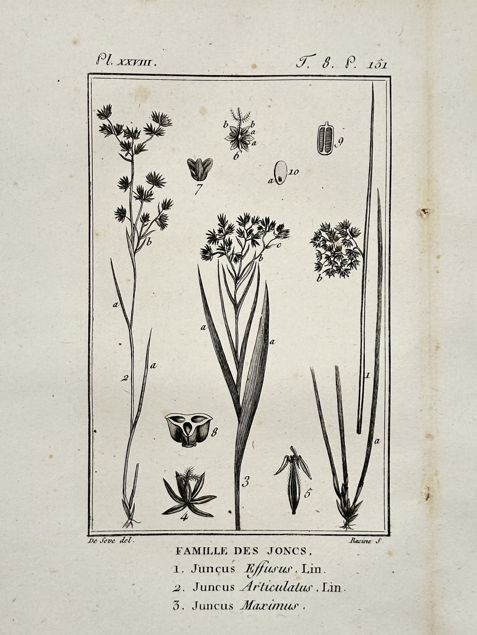 Jacques de Sève – Botanical Study of Rushes – Copper engraving (1771): Famille des Joncs, Juncus Effusus, Juncus Articulatus, Juncus Maximus illustrates three distinct species of rushes arranged vertically with their specific inflorescences and slender, grass like stems.
