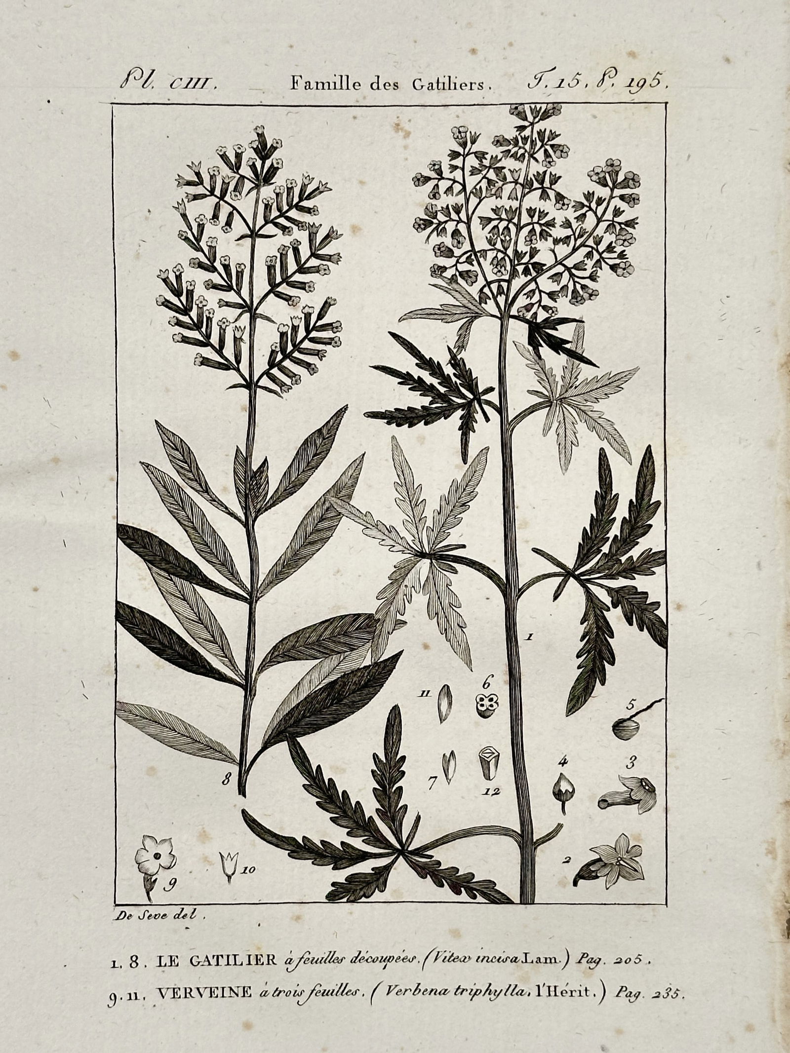 Jacques de Sève – Botanical Study of Chaste Tree and Lemon Verbena – Copper engraving: "Famille des Gatiliers, Le Gatilier à feuilles découpées (Vitex incisa), Verveine à trois feuilles (Verbena triphylla)" illustrates two distinct botanical specimens with their corresponding reprod