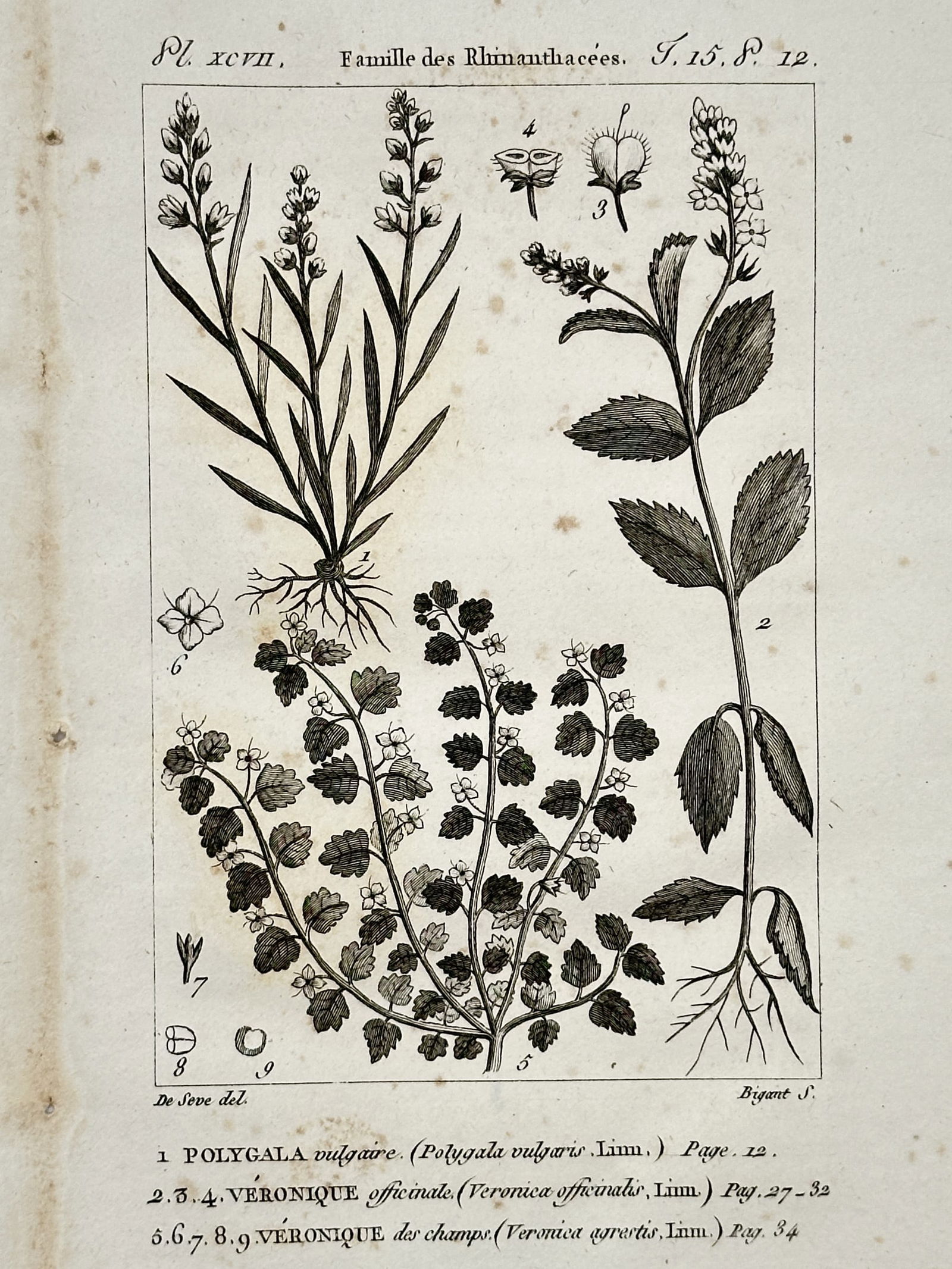 Jacques de Sève – Botanical Study of Milkwort and Speedwells – Copper engraving (1771) (1 of 2)