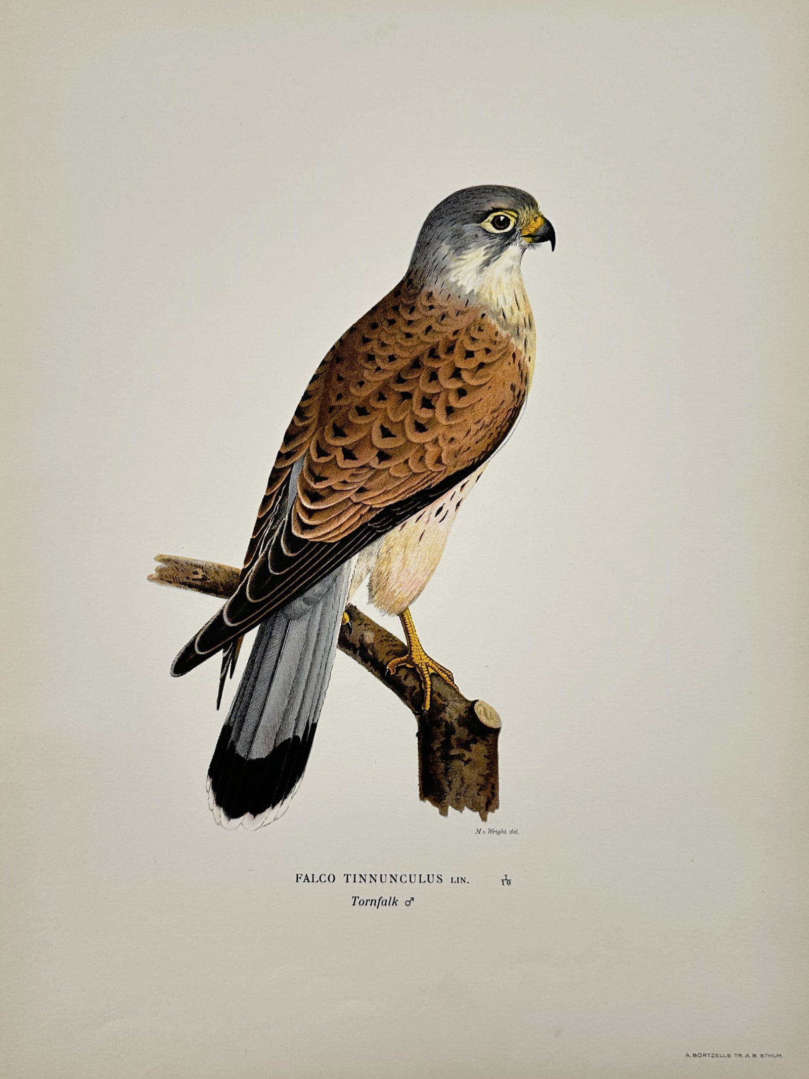Magnus von Wright (1805–1867) – Portrait of a Common Kestrel – Lithograph (1920s): "Falco tinnunculus Lin. Tornfalk" depicts a male common kestrel perched on a weathered tree stump. The bird is shown in profile, highlighting its blue-grey head, rufous spotted mantle, and grey tail w