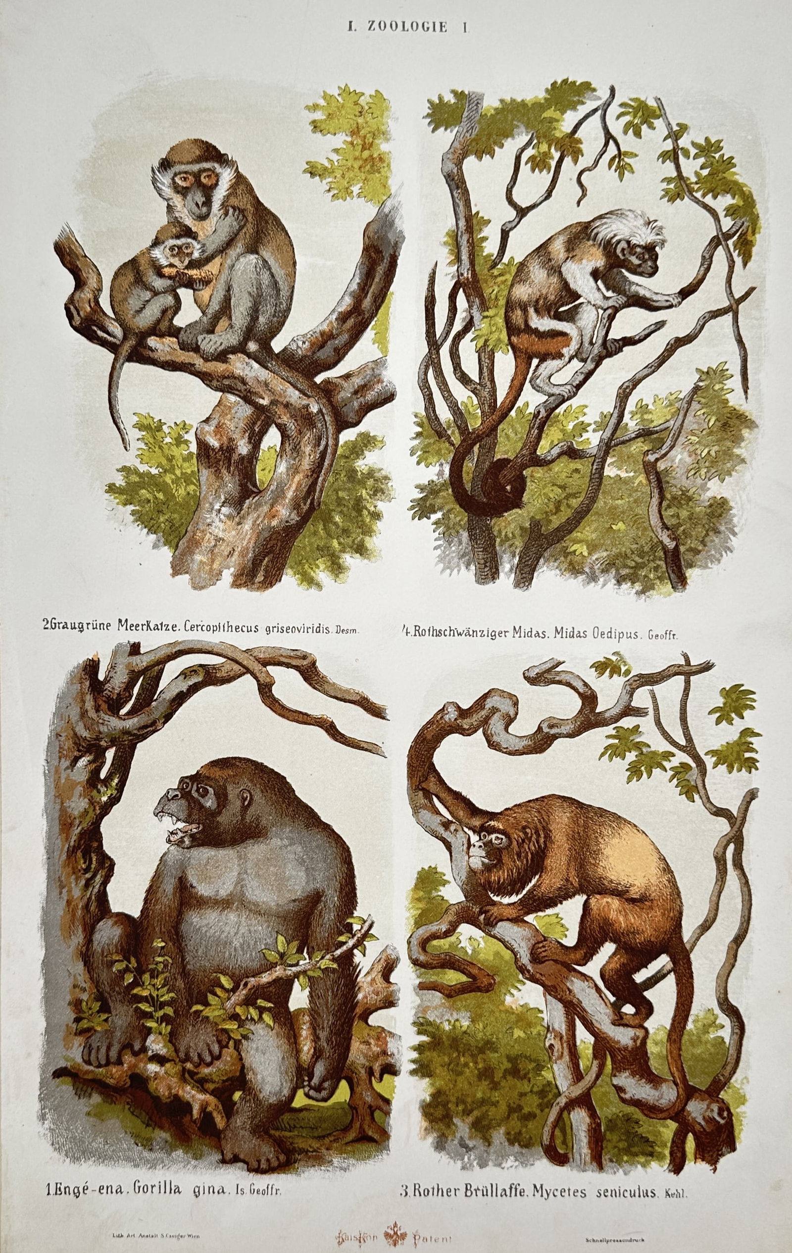 Samuel Czeiger – Primatological Study of Monkeys and Great Apes – Hand-coloured lithograph (1 of 2)