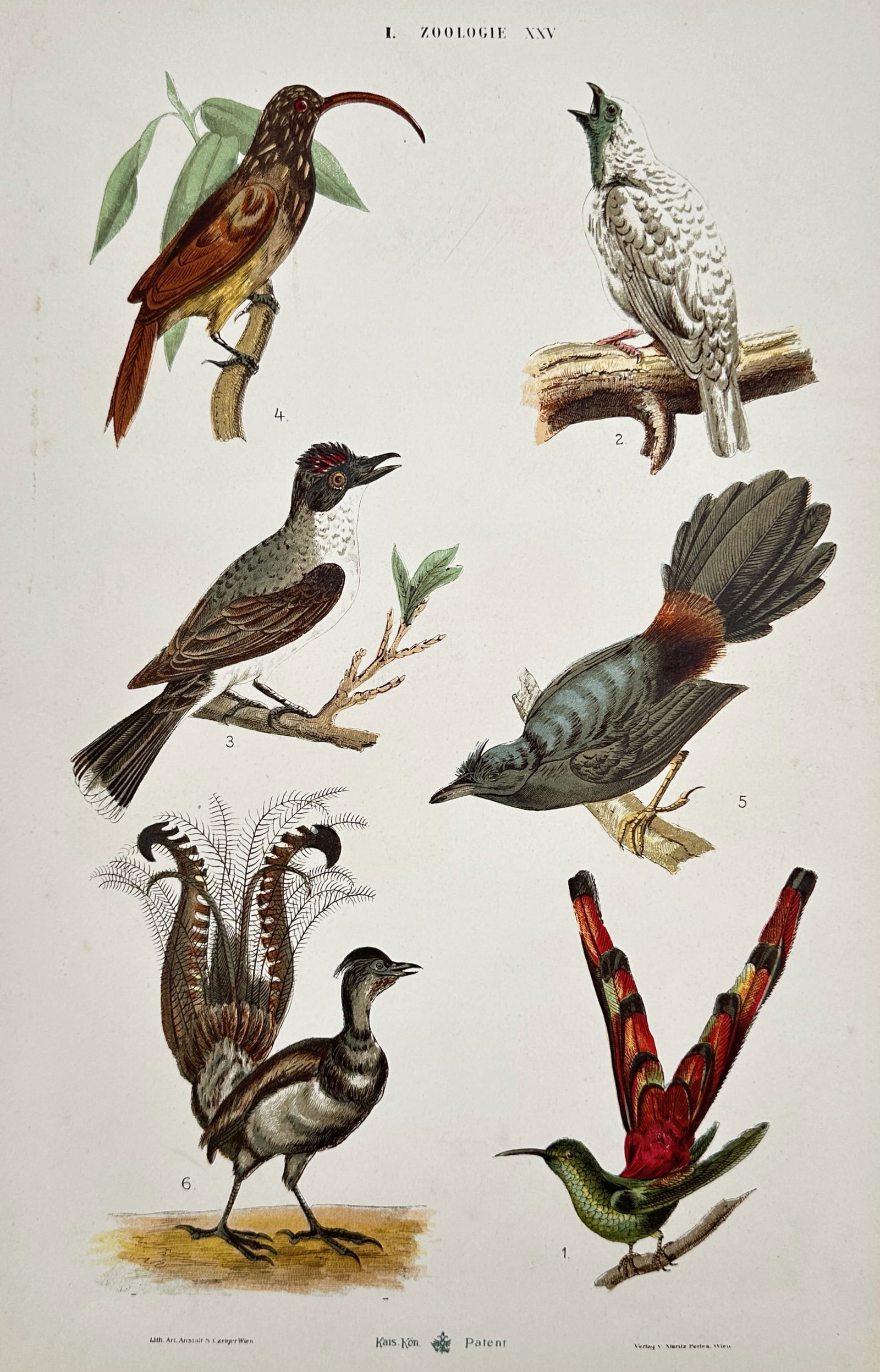 Samuel Czeiger – Ornithological Study of Exotic Birds – Hand-coloured lithograph (1870) (1 of 2)