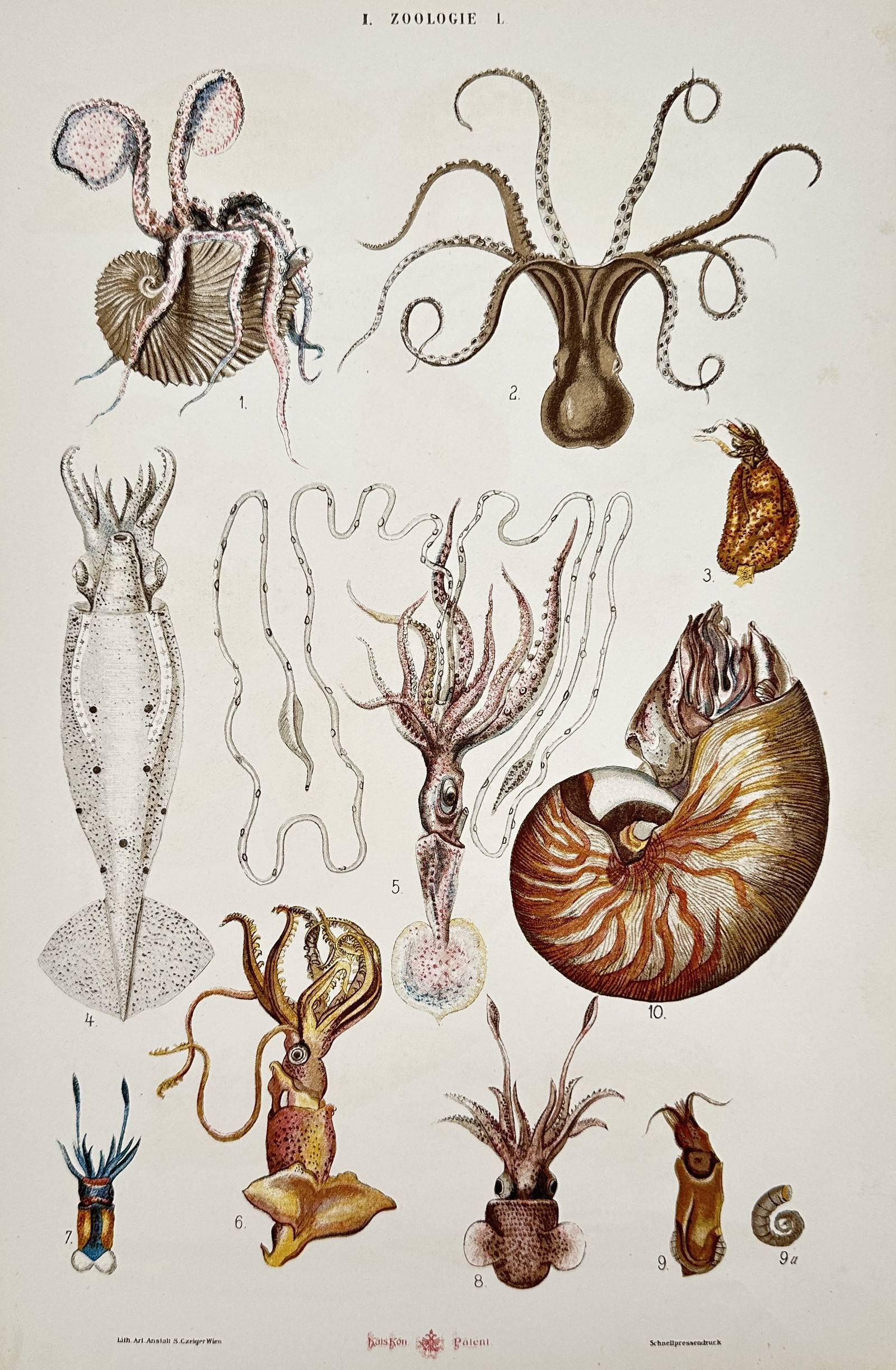 Samuel Czeiger – Malacological Study of Cephalopods and Nautiluses – Hand-coloured lithograph (1 of 2)