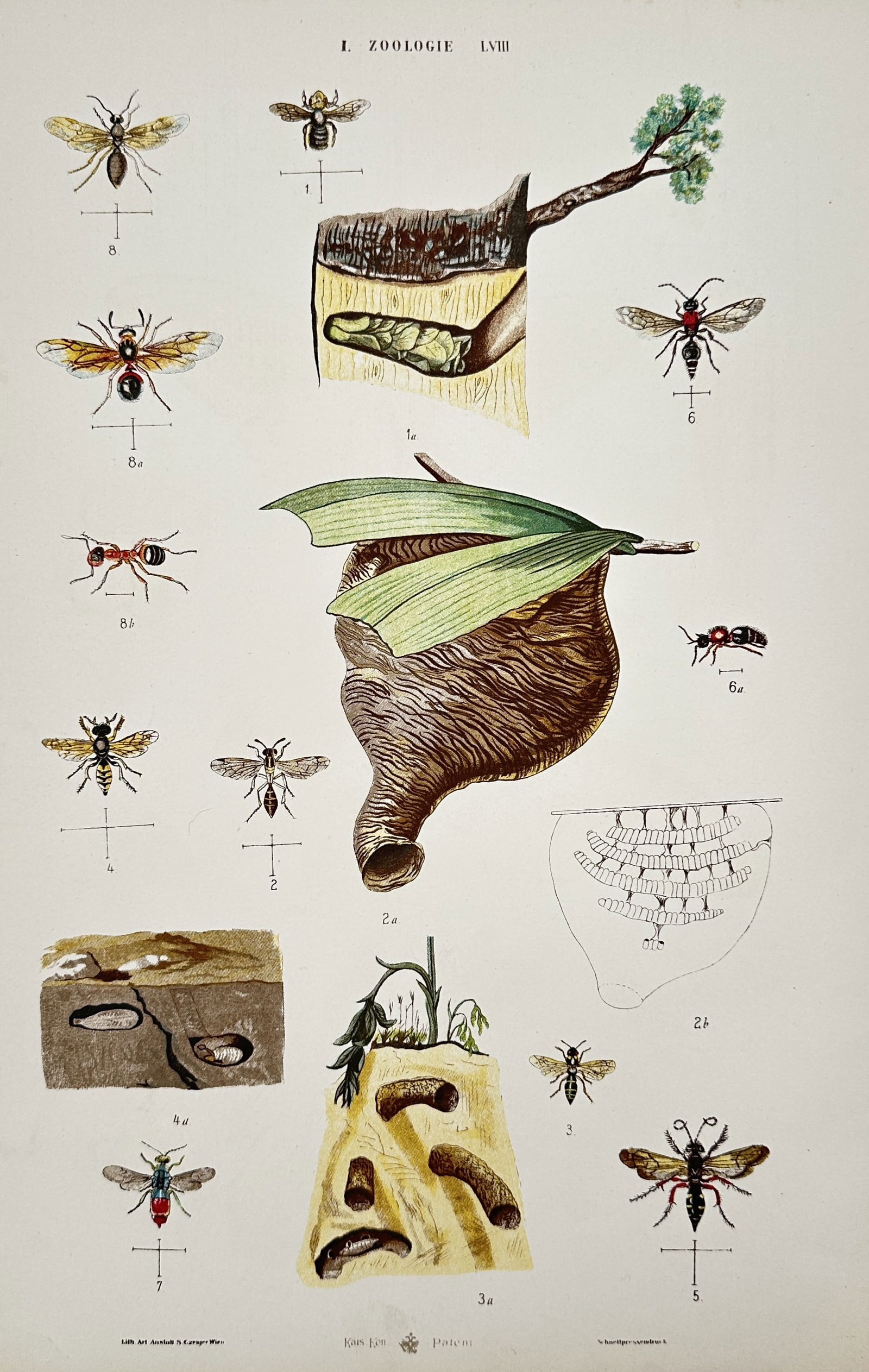 Samuel Czeiger – Entomological Study of Hymenoptera and Nesting Structures (1 of 2)