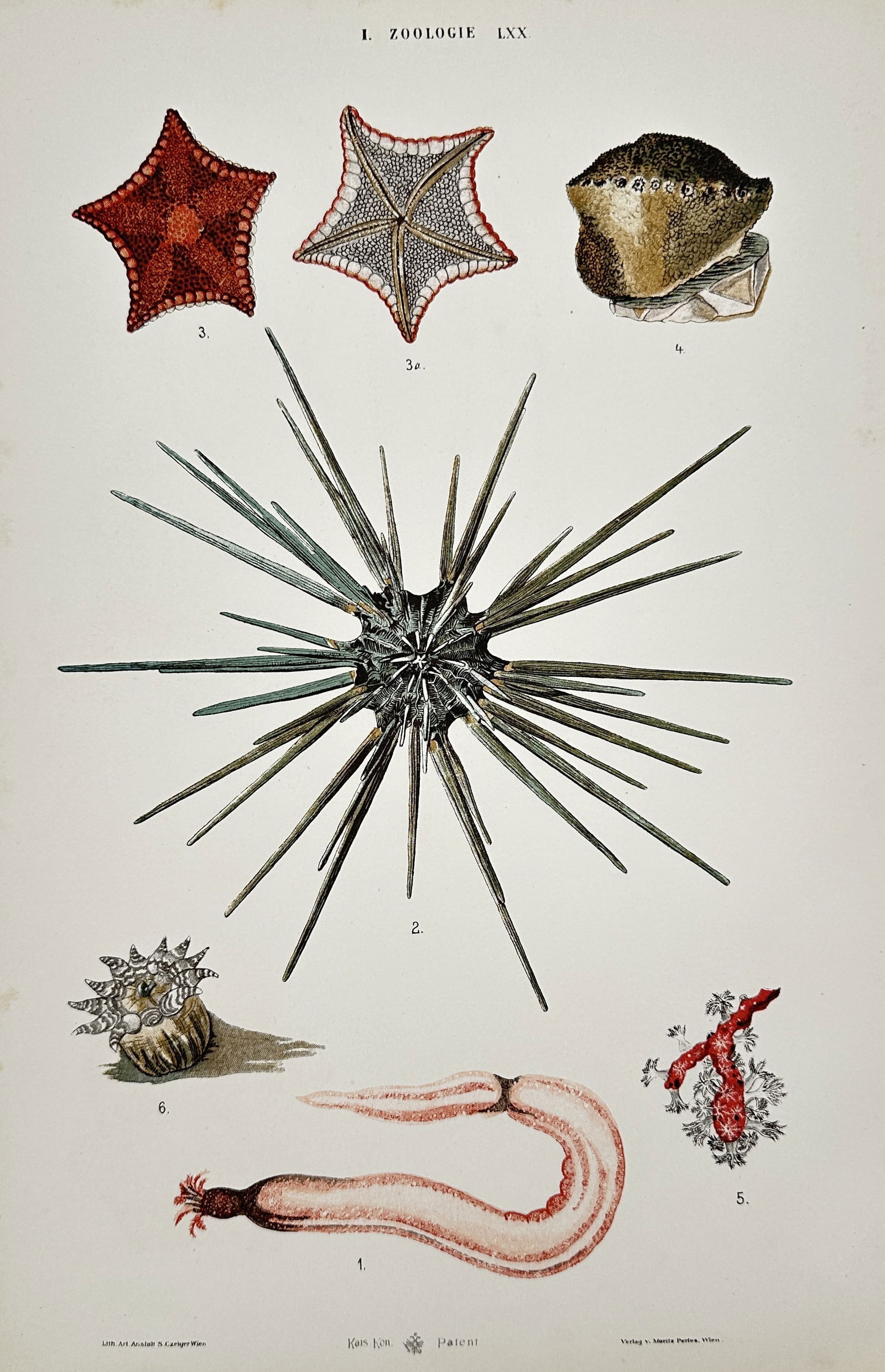 Samuel Czeiger – Marine Life Study of Echinoderms, Corals, and Worms – Hand-coloured lithograph (1 of 2)