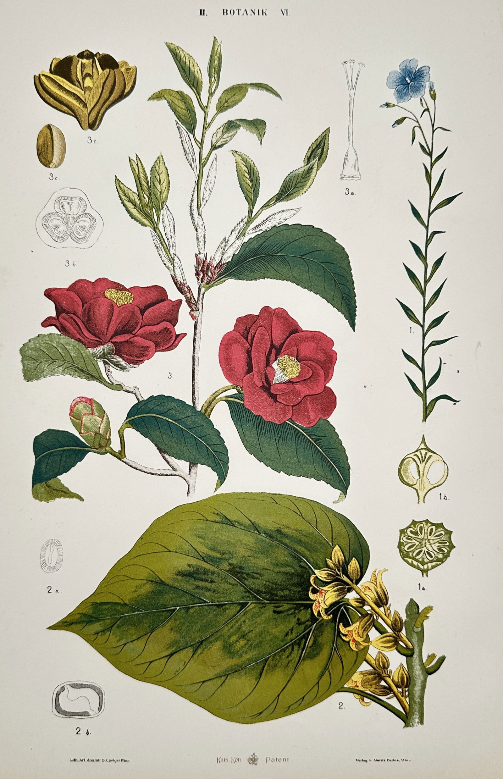 Samuel Czeiger – Botanical Study of Camellia, Witch Hazel, and Flax – Hand-coloured lithograph: "II. Botanik VI" illustrates three distinct botanical specimens with their corresponding reproductive structures. The central subject is a Camellia branch featuring two vibrant red blossoms, a develop