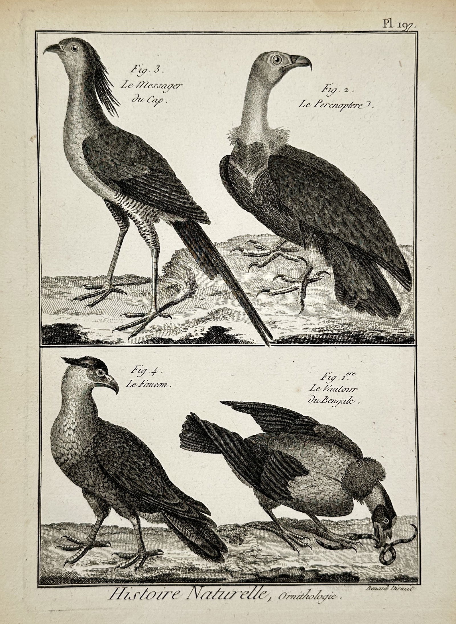 Robert Benard (1734–1777) – Ornithological Study of Birds of Prey – Copper engraving (1771) (1 of 2)