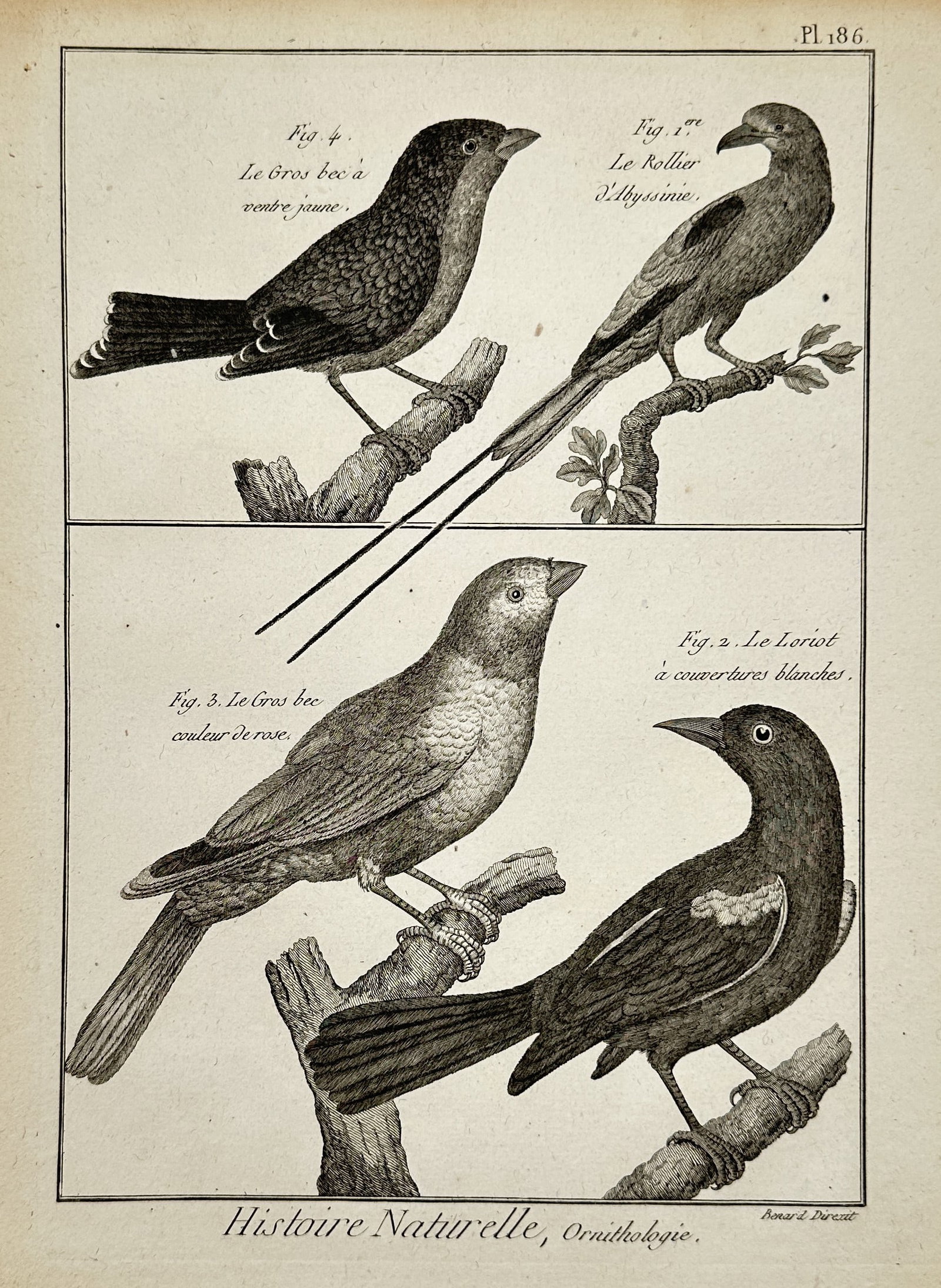 Robert Benard (1734–1777) – Ornithological Study of Abyssinian Roller and Grosbeaks: "Histoire Naturelle, Ornithologie" illustrates four distinct bird species arranged in two horizontal registers. The upper section features the Abyssinian Roller with its elongated tail feathers and th