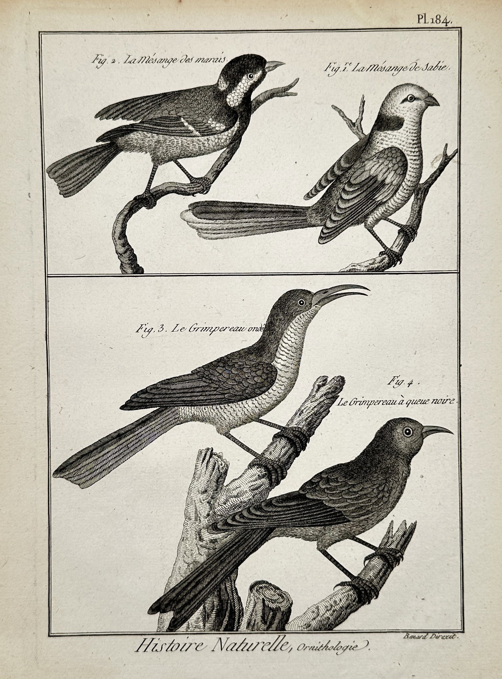 Robert Benard (1734–1777) – Ornithological Study of Tits and Treecreepers – Copper engraving: "Histoire Naturelle, Ornithologie" illustrates four distinct bird species arranged in two horizontal registers. The upper section depicts the Marsh Tit and the bearded tit perched on thin branches. Th
