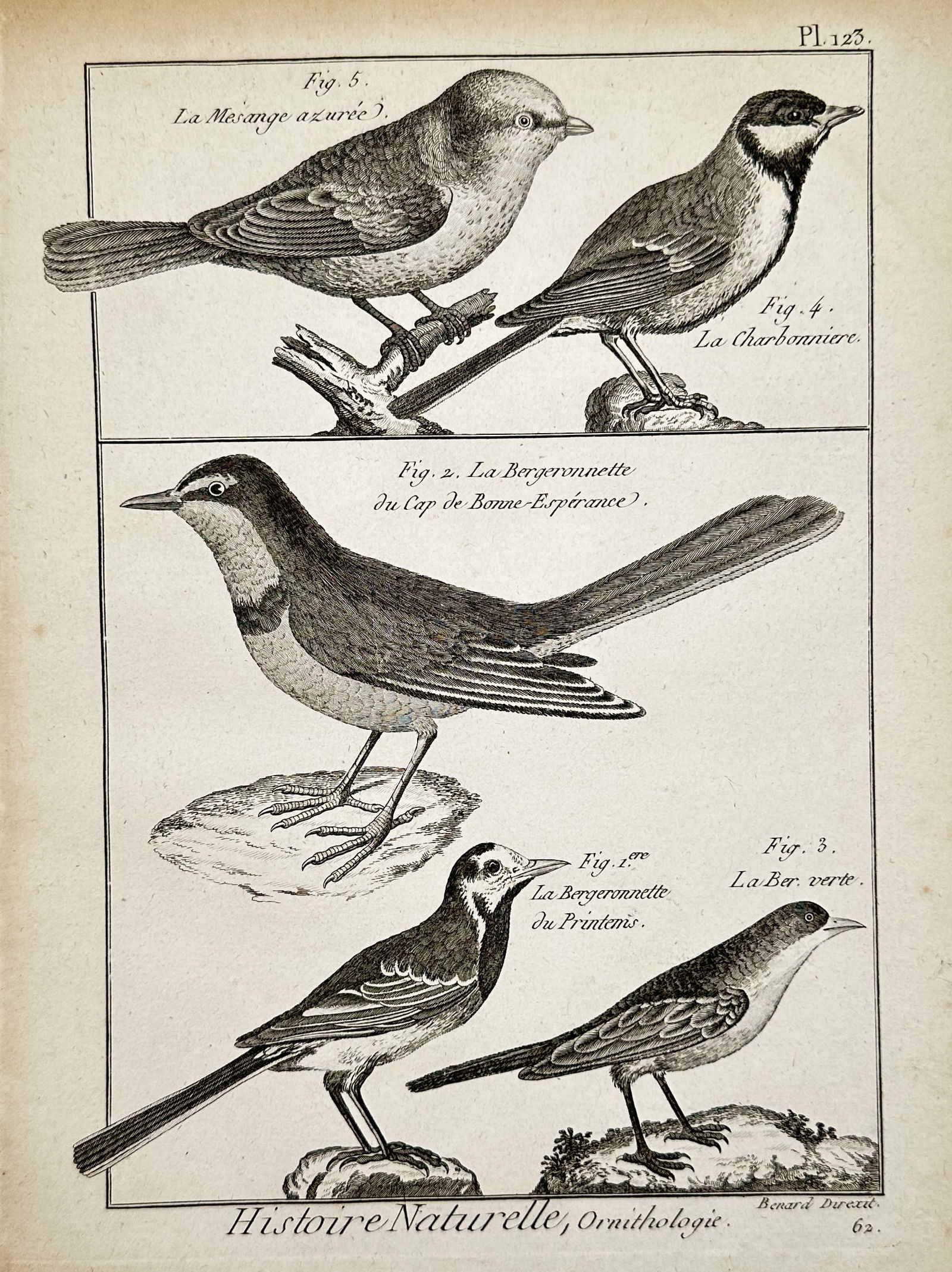Robert Benard (1734–1777) – Ornithological Study of Wagtails and Tits – Copper engraving: "Histoire Naturelle, Ornithologie" illustrates five distinct bird species arranged in two horizontal registers. The upper section depicts the Azure Tit and the Great Tit perched on small branches. The