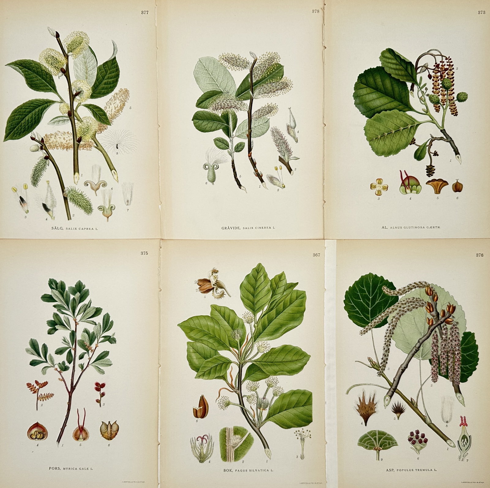 Carl Lindman – Set of 6: Botanical Studies of Swedish Flora – Lithograph (1900s): "Bilder ur Nordens Flora" illustrates a series of botanical specimens native to the Nordic regions, specifically focusing on various trees and shrubs. The set includes detailed plates of the Great Sal