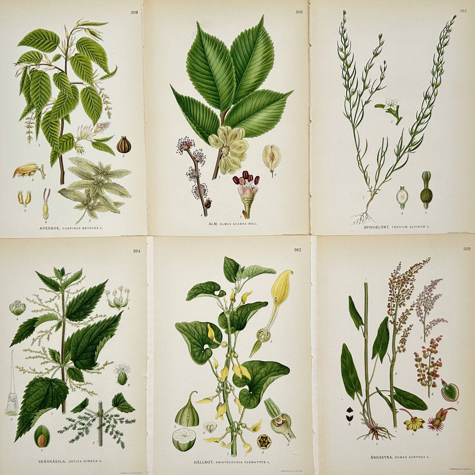 Carl Lindman – Set of 6: Botanical Studies of Swedish Meadow and Woodland Flora – Lithograph: "Bilder ur Nordens Flora" illustrates a selection of botanical specimens common to the Swedish landscape, featuring various deciduous trees, shrubs, and herbaceous plants. The set includes detailed pl
