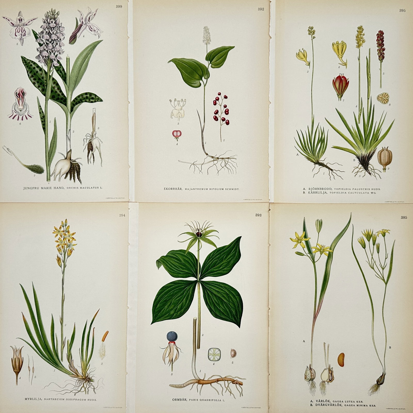 Carl Lindman – Set of 6: Botanical Studies of Swedish Meadow and Woodland Flora – Lithograph: "Bilder ur Nordens Flora" illustrates a selection of botanical specimens native to the Swedish landscape, featuring various herbaceous plants and flowering perennials. The set includes detailed plates