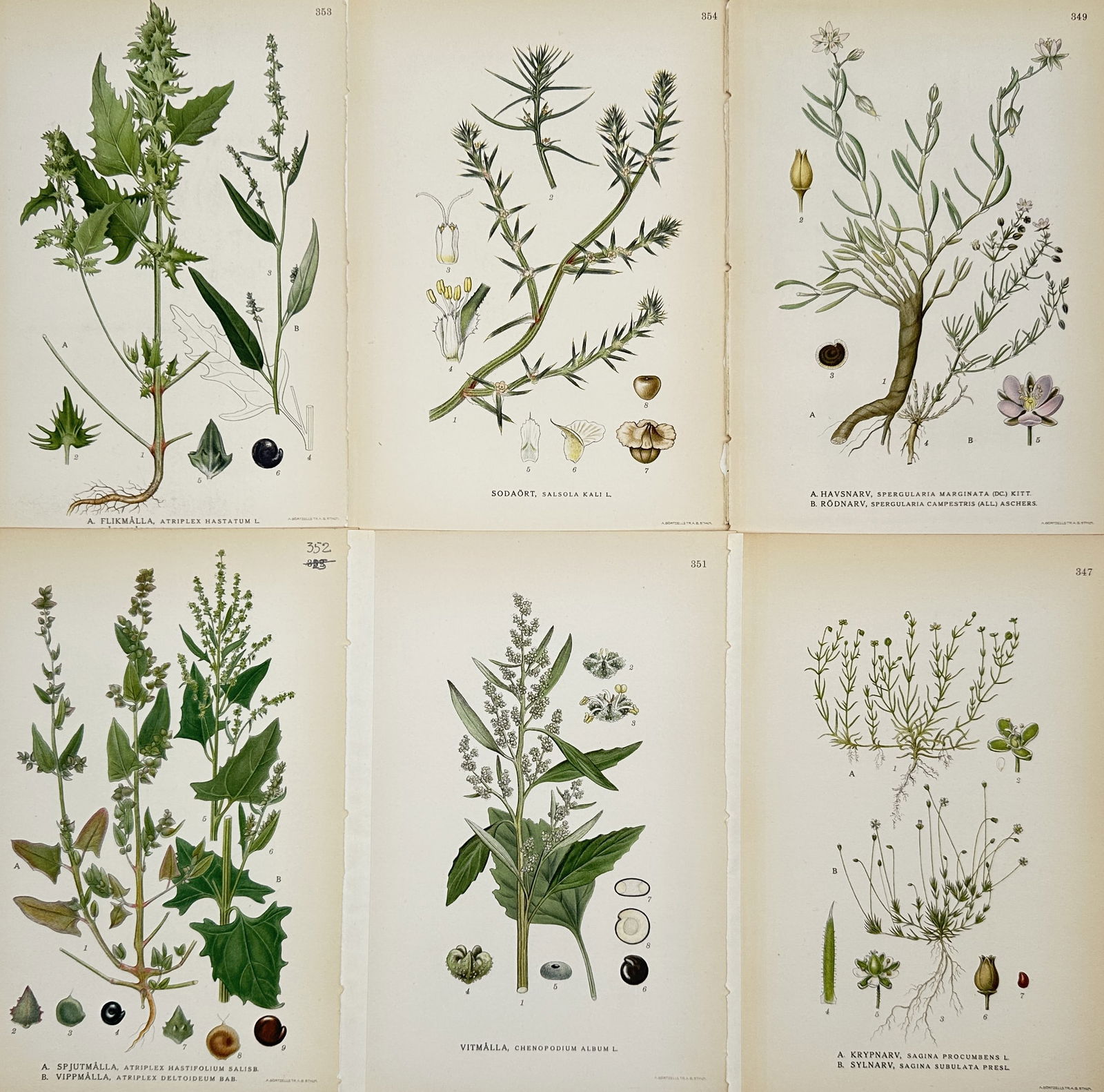 Carl Lindman – Set of 6: Botanical Studies of Swedish Coastal and Ruderal Flora – Lithograph: "Bilder ur Nordens Flora" illustrates a selection of botanical specimens native to the Swedish landscape, featuring various salt-tolerant and common field plants. The set includes detailed plates of t