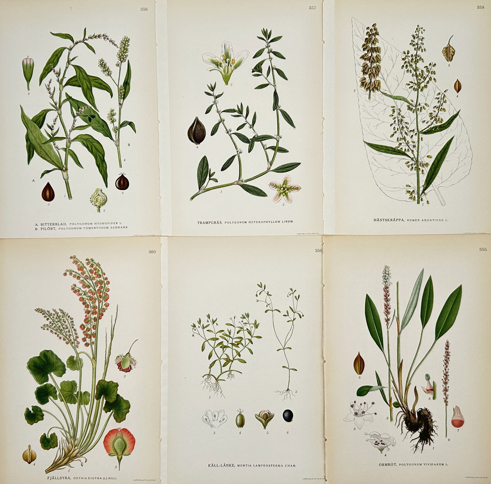 Carl Lindman – Set of 6: Botanical Studies of Swedish Wetland and Meadow Flora – Lithograph: "Bilder ur Nordens Flora" illustrates a selection of botanical specimens native to the Swedish landscape, featuring various water-loving and herbaceous plants. The set includes detailed plates of Wate