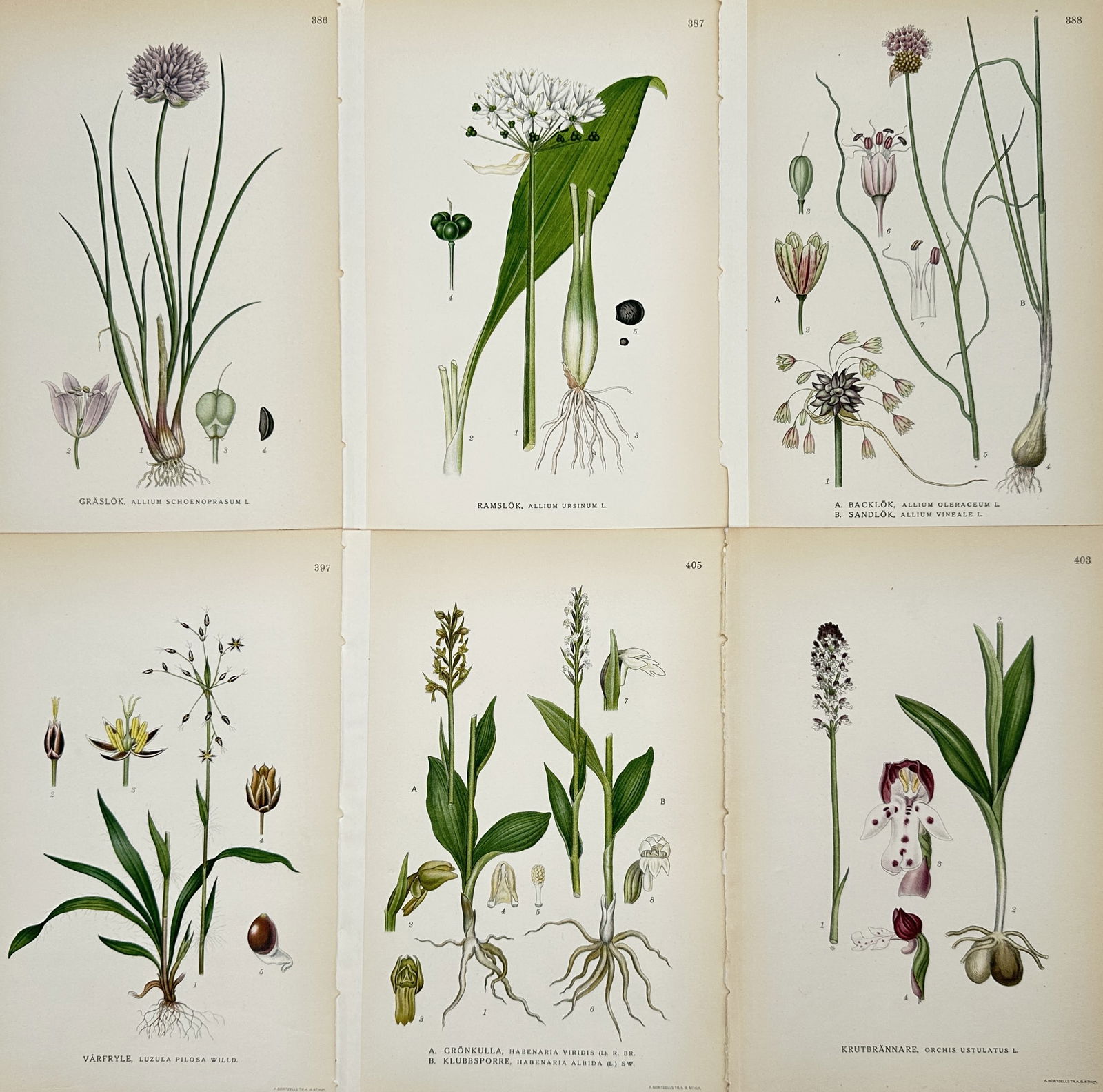 Carl Lindman – Set of 6: Botanical Studies of Swedish Meadow and Allium Flora – Lithograph: "Bilder ur Nordens Flora" illustrates a selection of botanical specimens native to the Swedish landscape, featuring various wild onions, lilies, and orchids. The set includes detailed plates of Chives